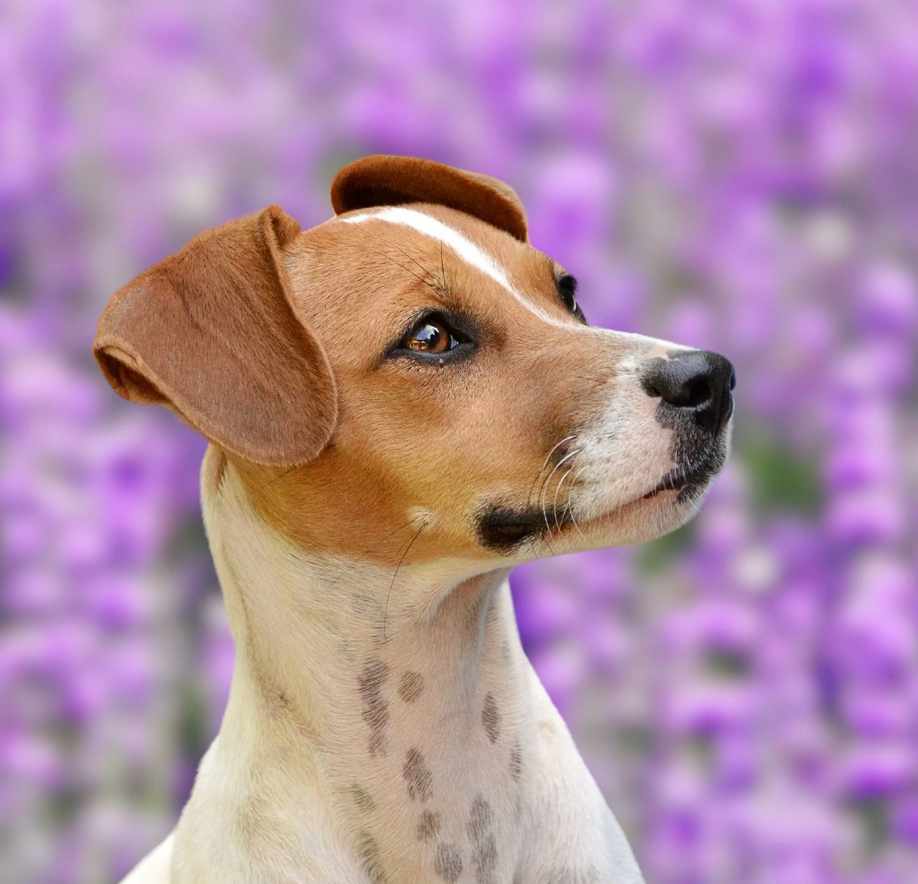 Nyssa and Luna, a Bonded Pair