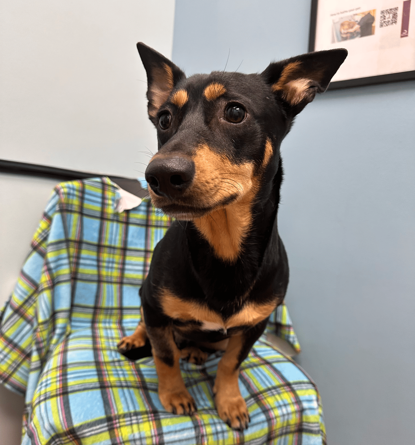 Zenith - Dachshund