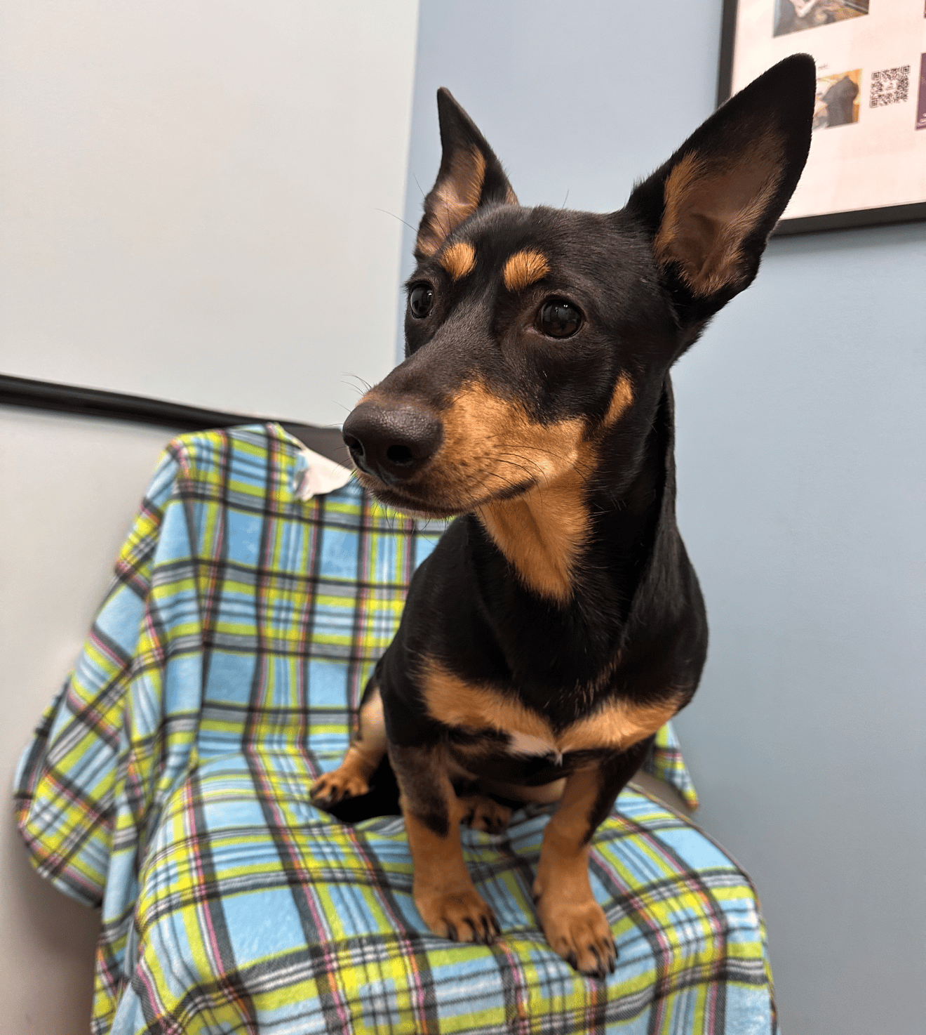 Zenith - Dachshund