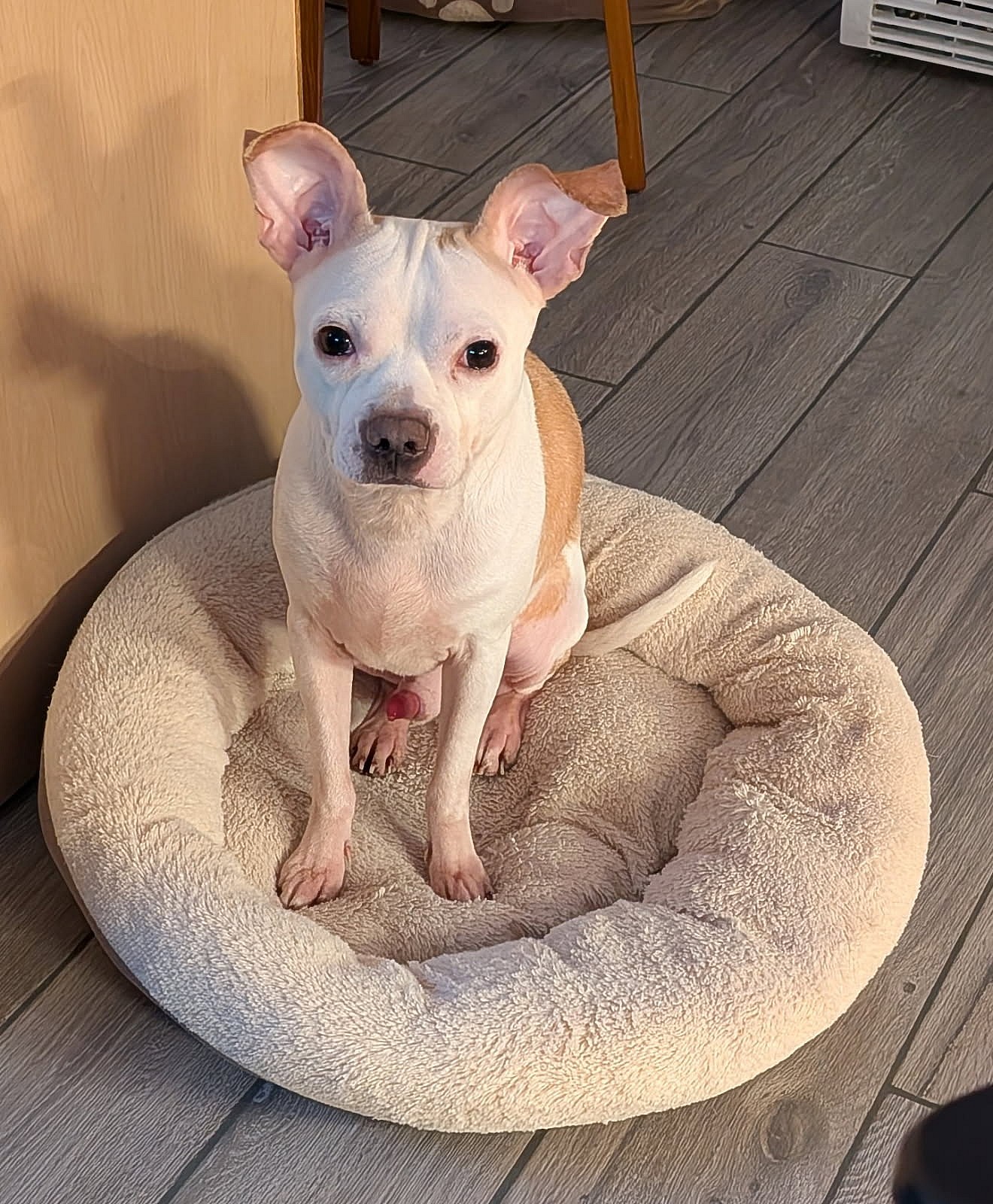 Joey *FH* - Chihuahua