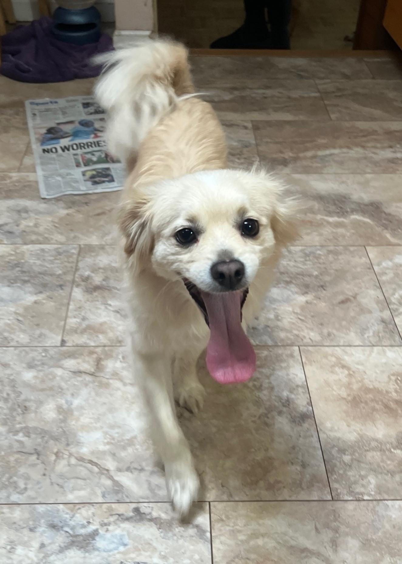 Bagel up for Adoption