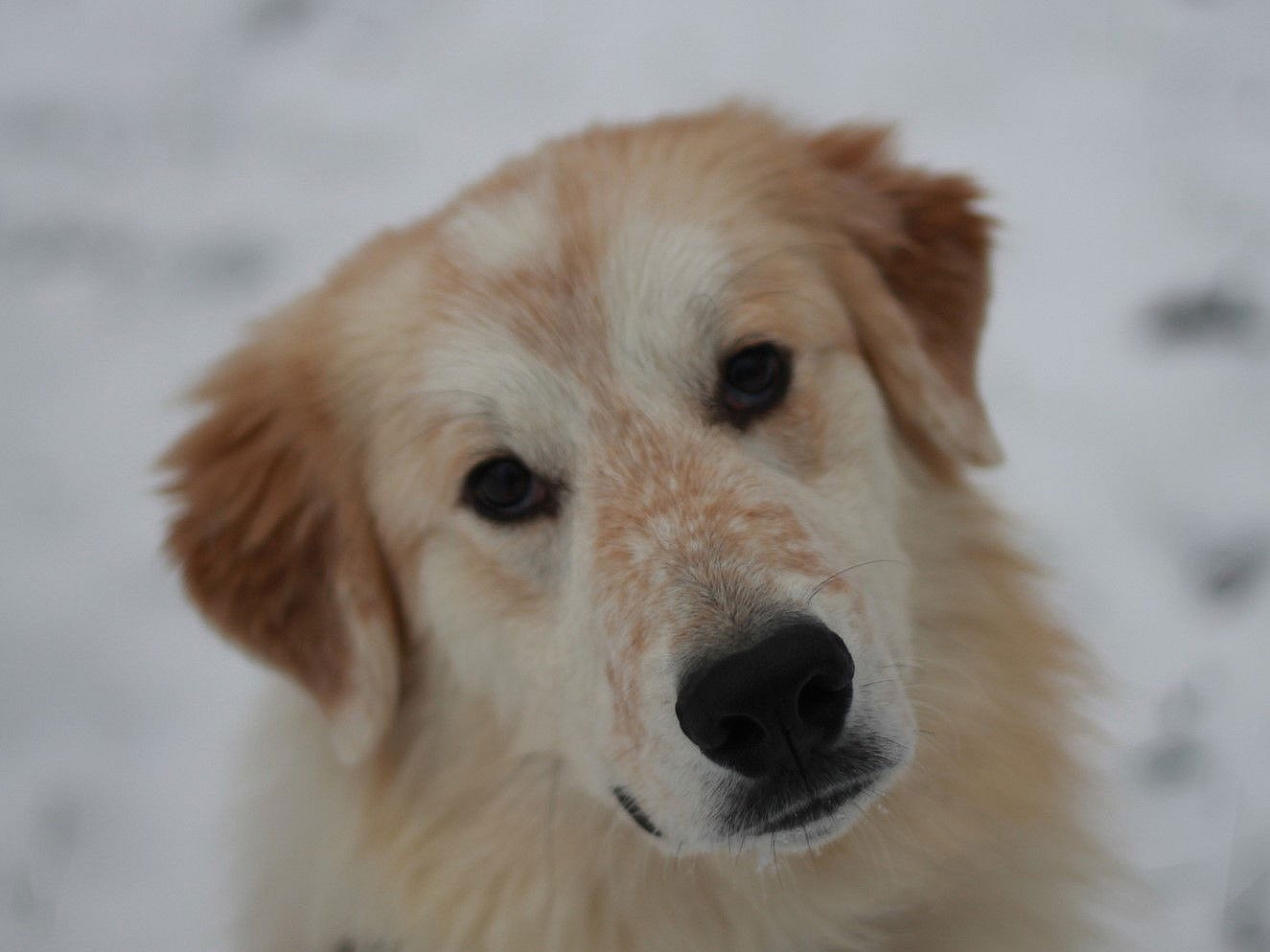 Simon - MEET ME @ PETCO 2/1/25!