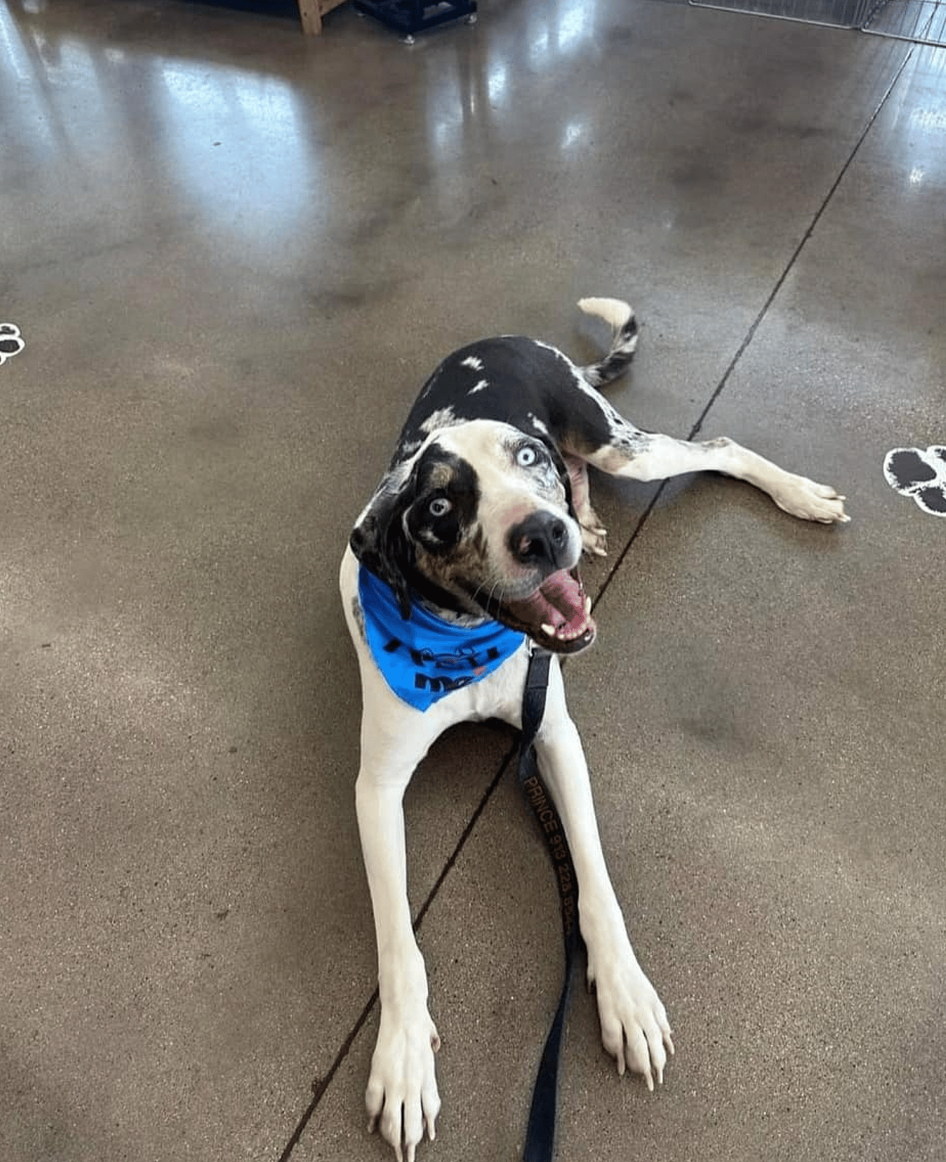 Ernie up for Adoption