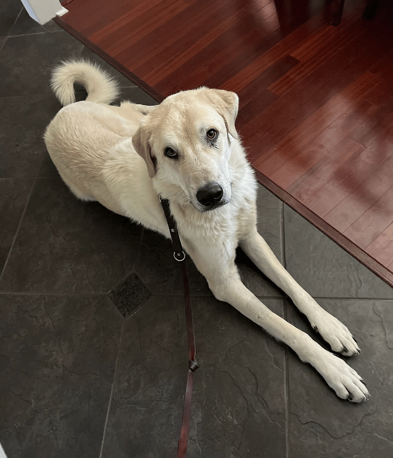 Charlie up for Adoption