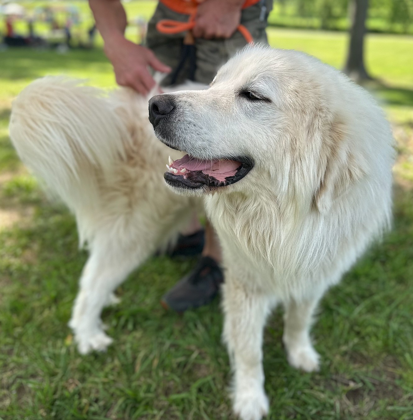 Ramsey - Great Pyrenees