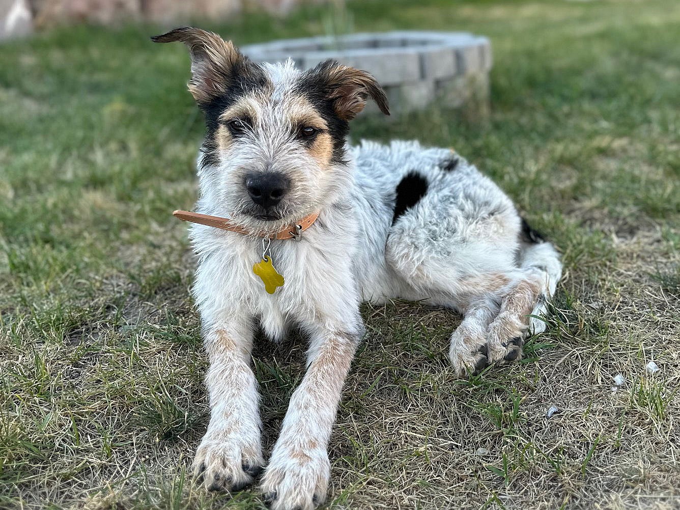 Mumfurd - Cattle Dog