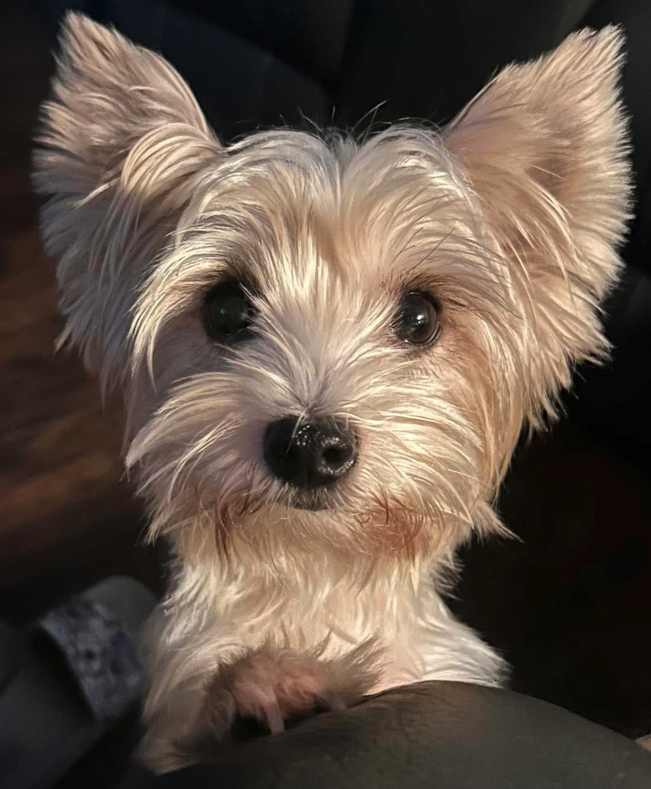 Twixie - Dachshund Puppy For Sale in New York, image size:1338x1622