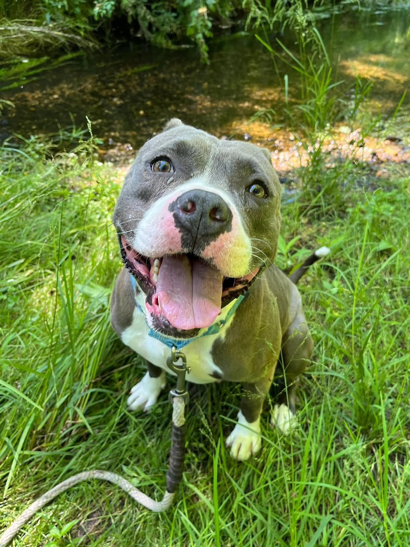 Nip up for Adoption