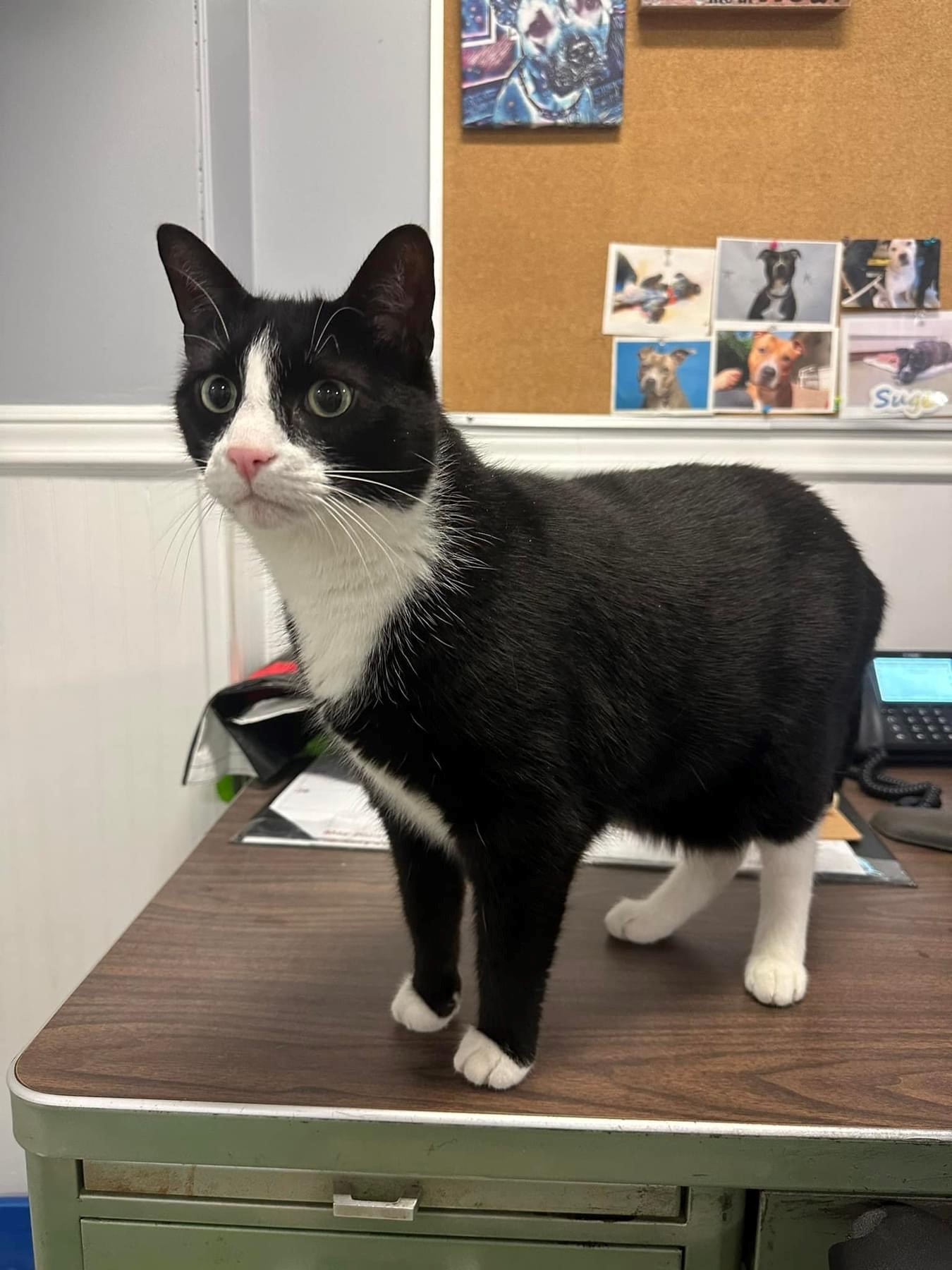 Mittens uo for Adoption