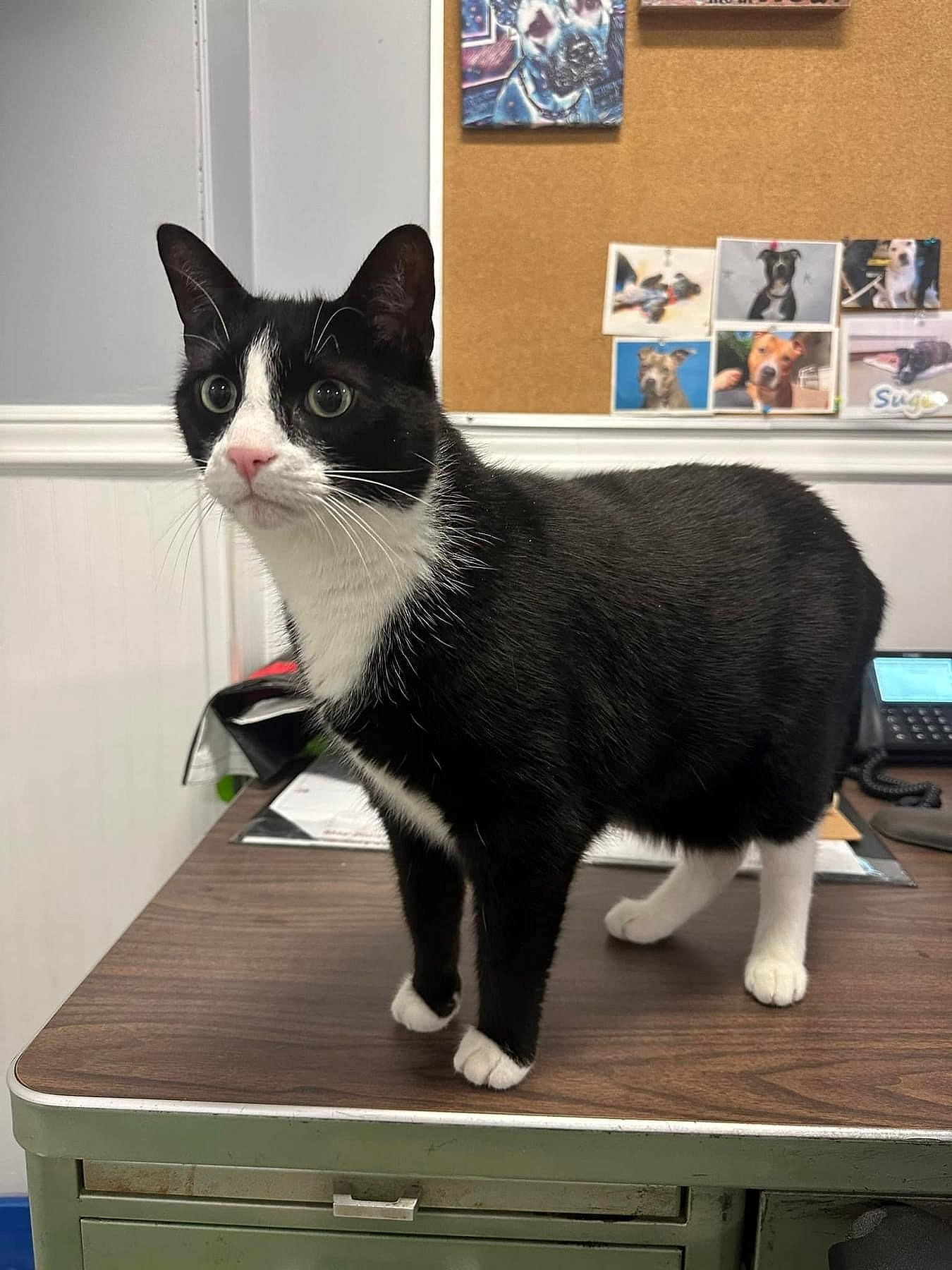 Mittens up for Adoption