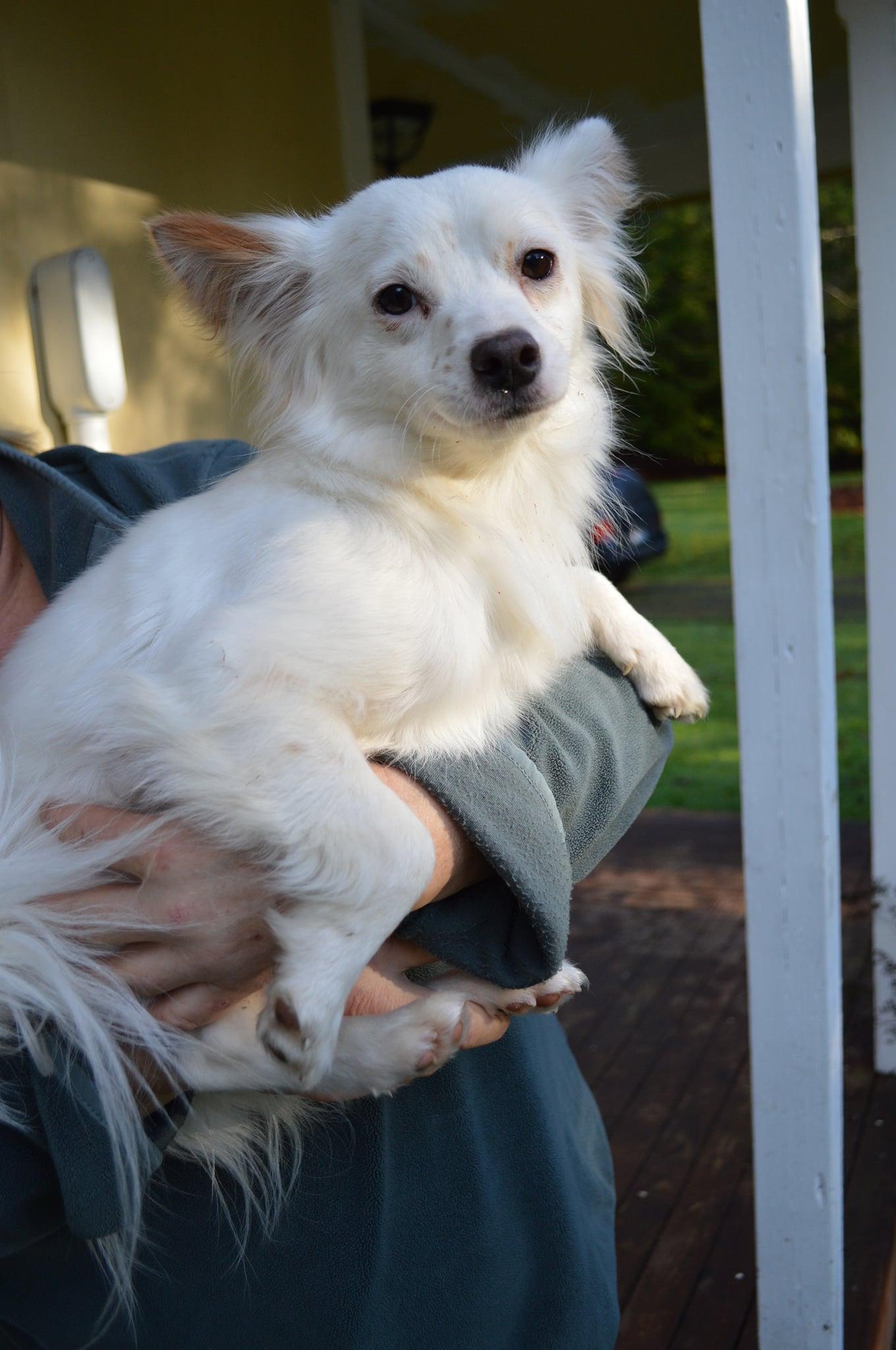 Beau a Jack Russell-Papillon Mix male