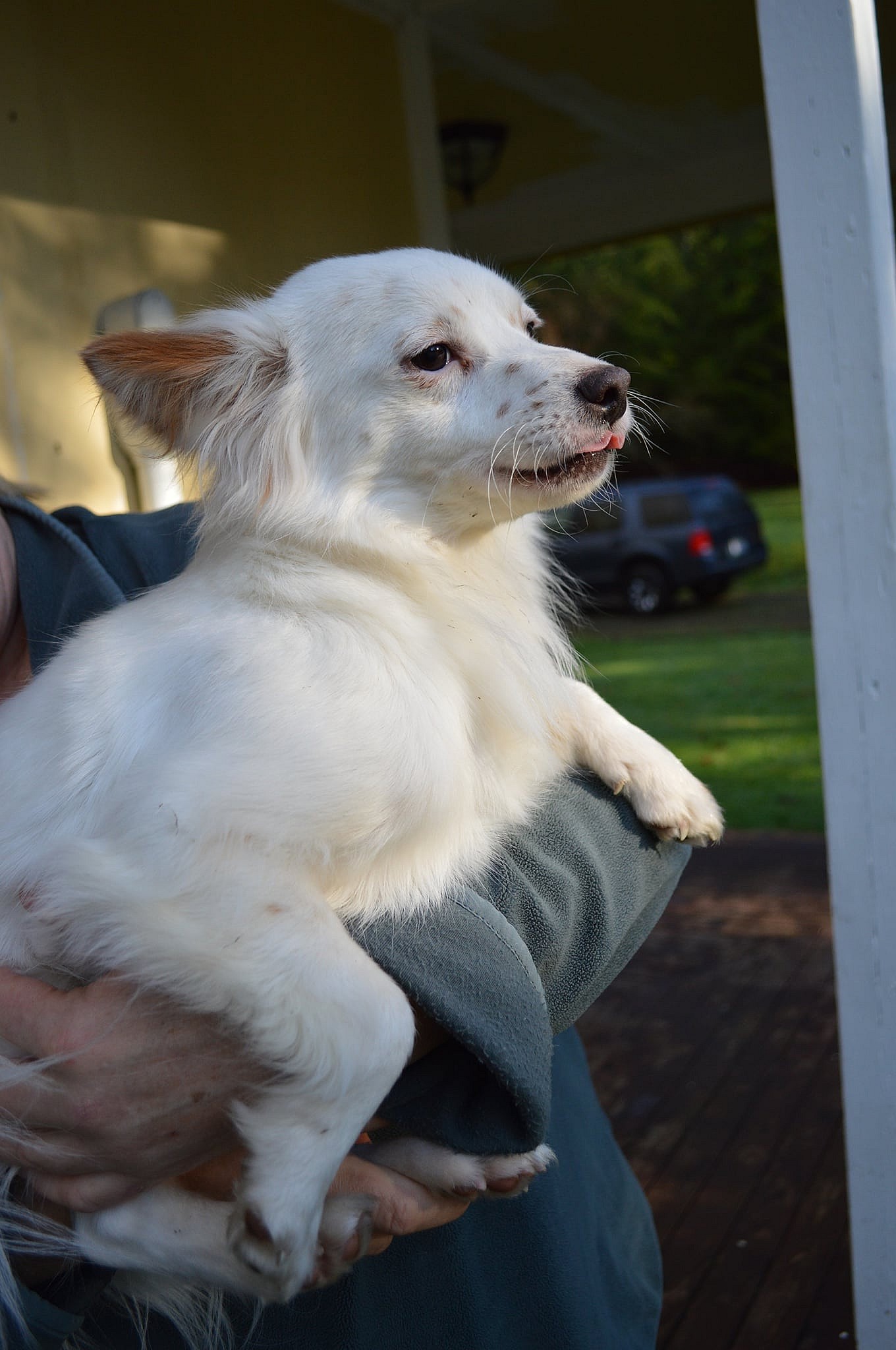 Beau a Jack Russell-Papillon Mix male