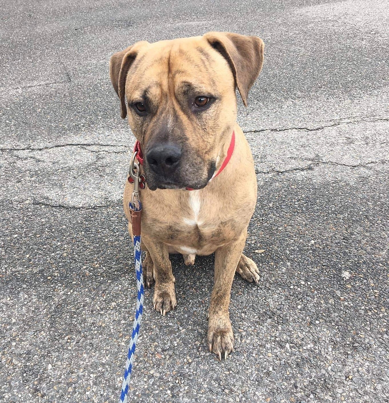 Bentley up for Adoption