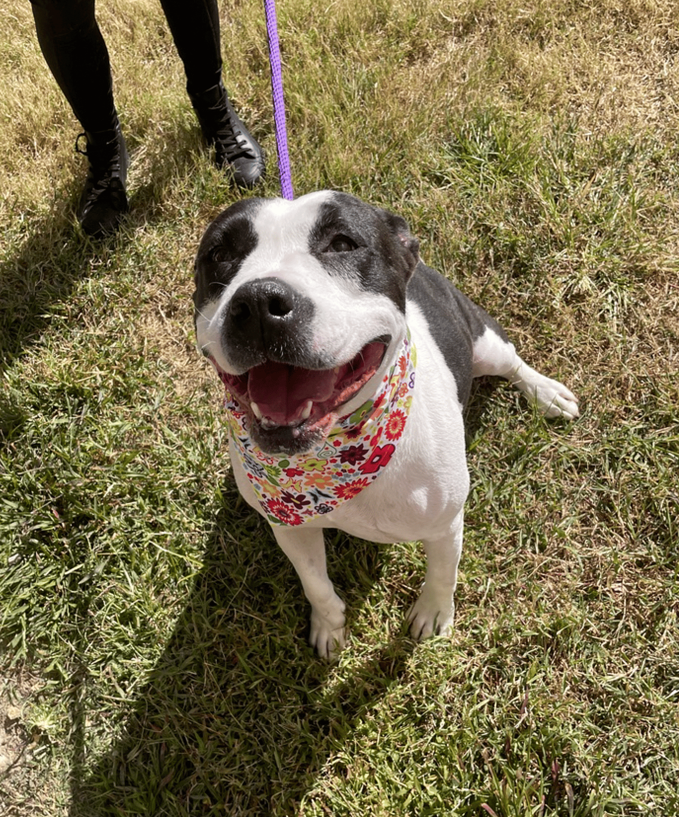 Rosalind up for Adoption