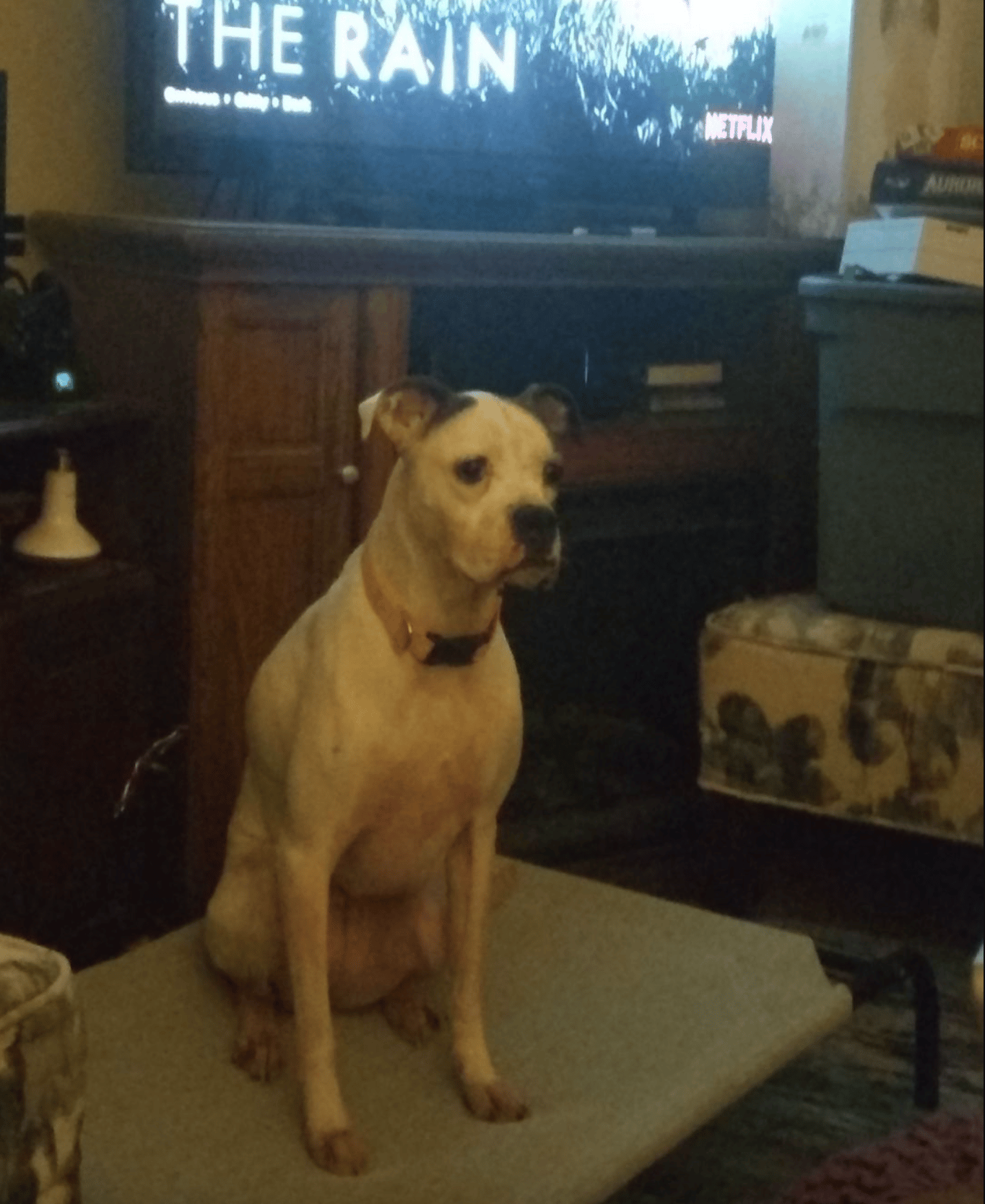 Savannah