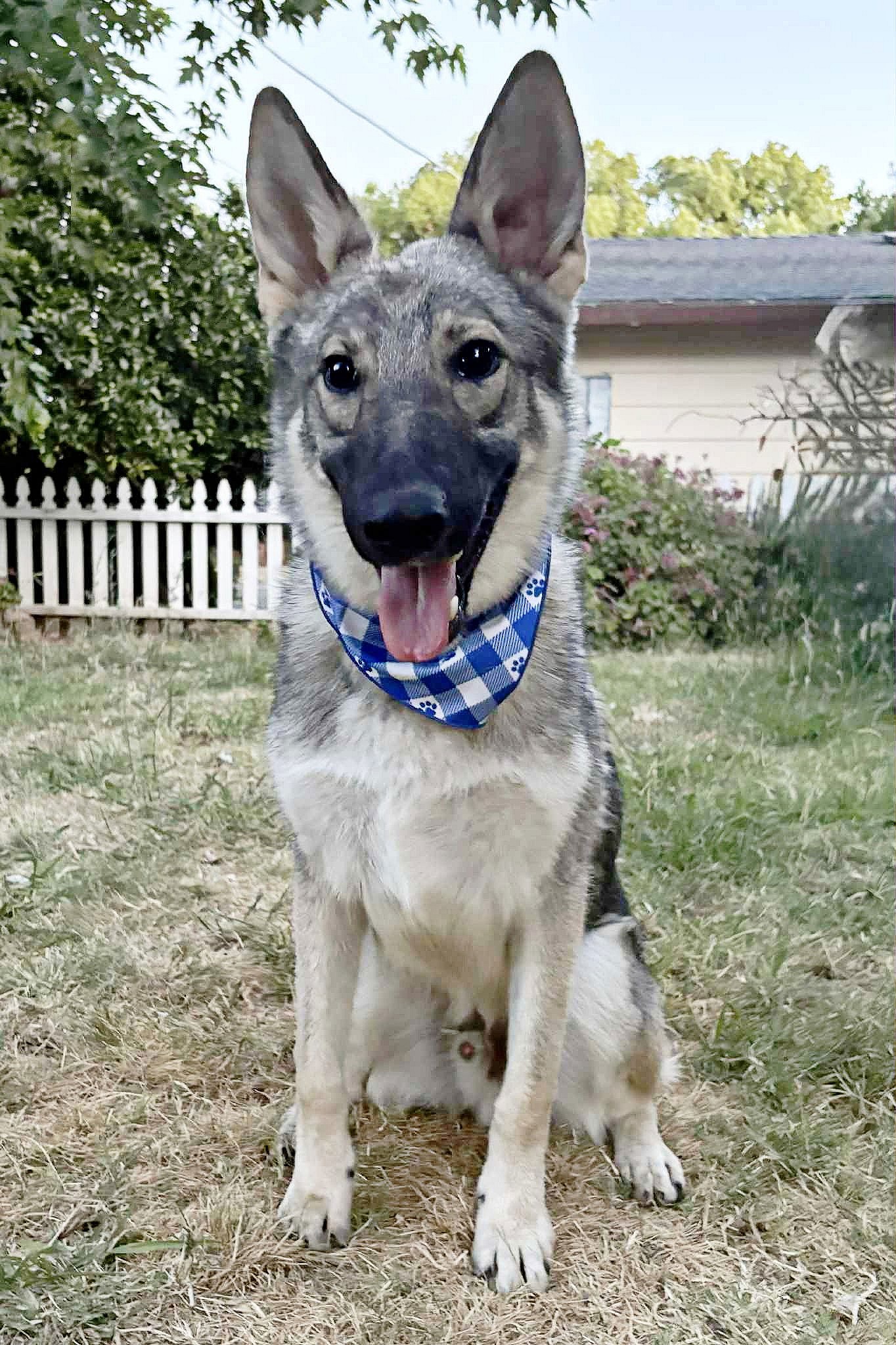 Theo - German Shepherd Dog
