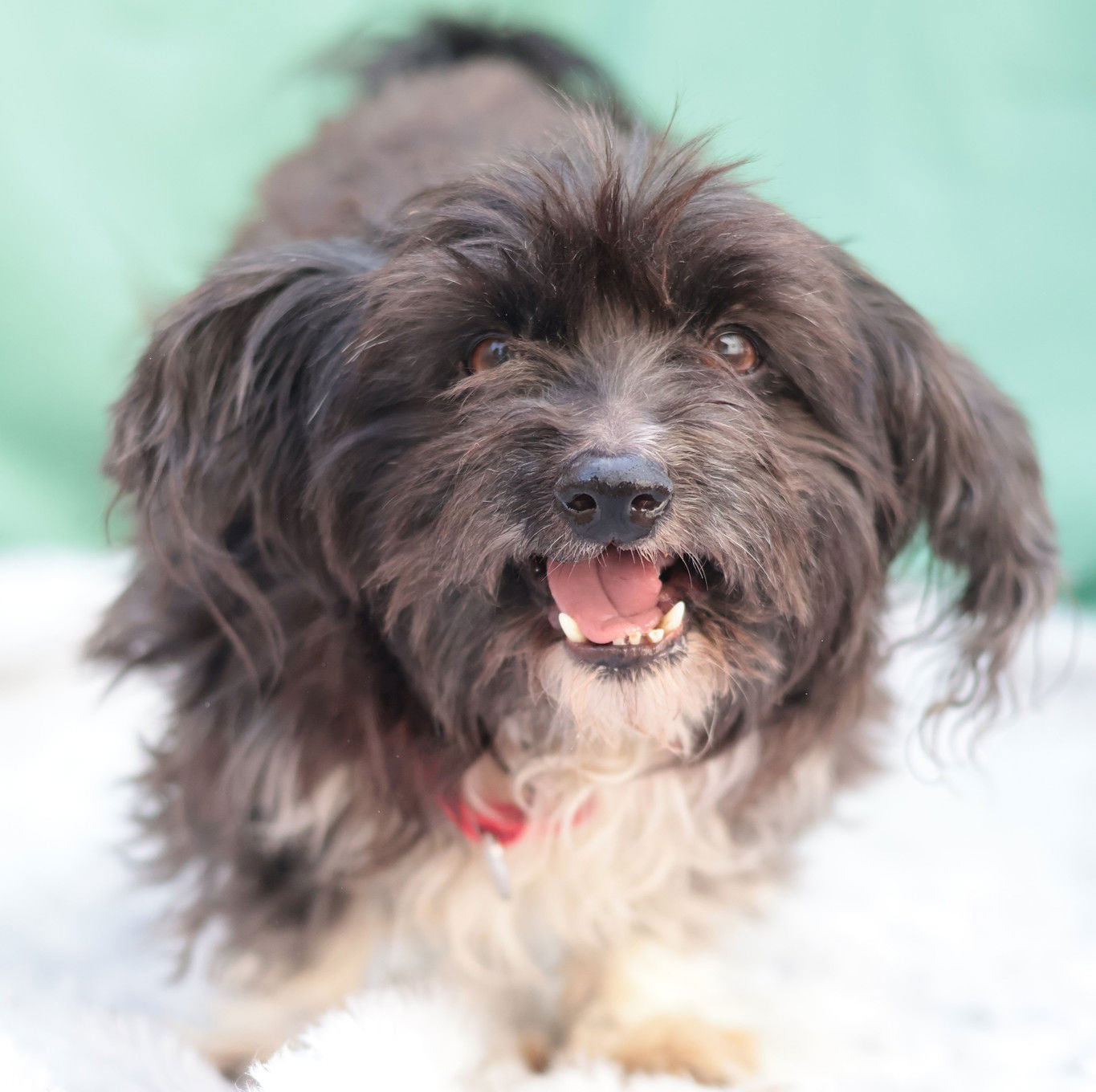 Girlie & Ziggy *Bonded Pair*