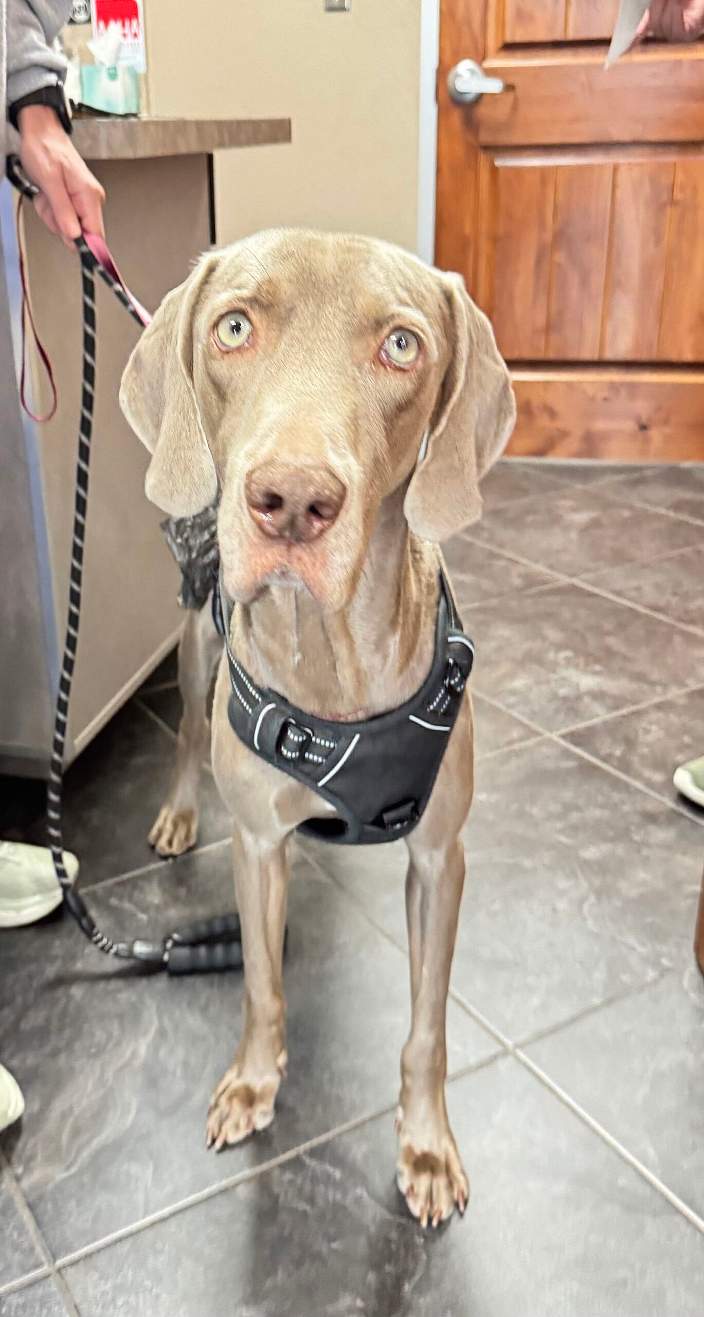 Ernie - Weimaraner