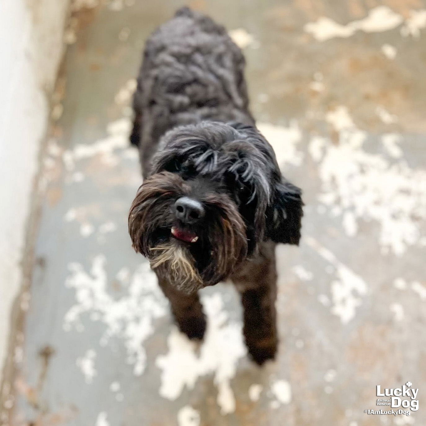 Kodak - Cocker Spaniel