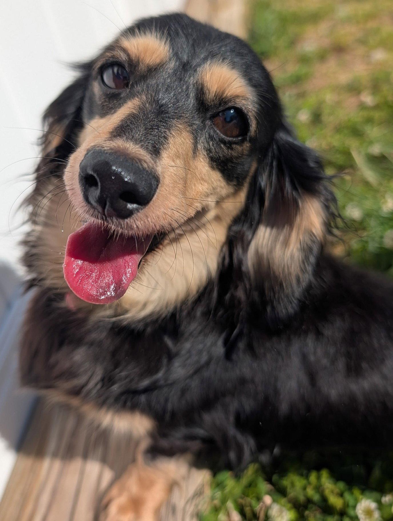 Skylar in TN - Dachshund