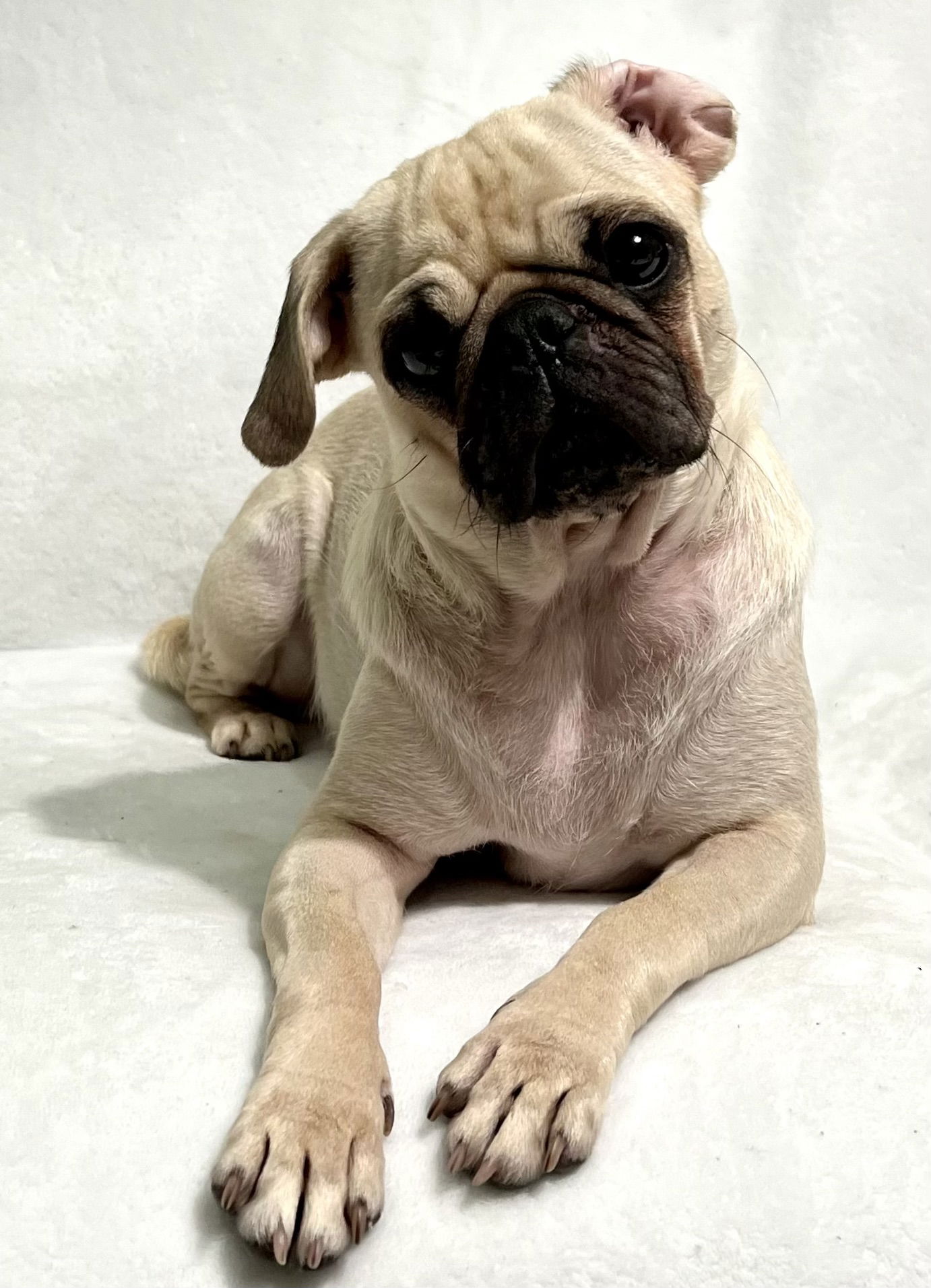 Petunia the Pug