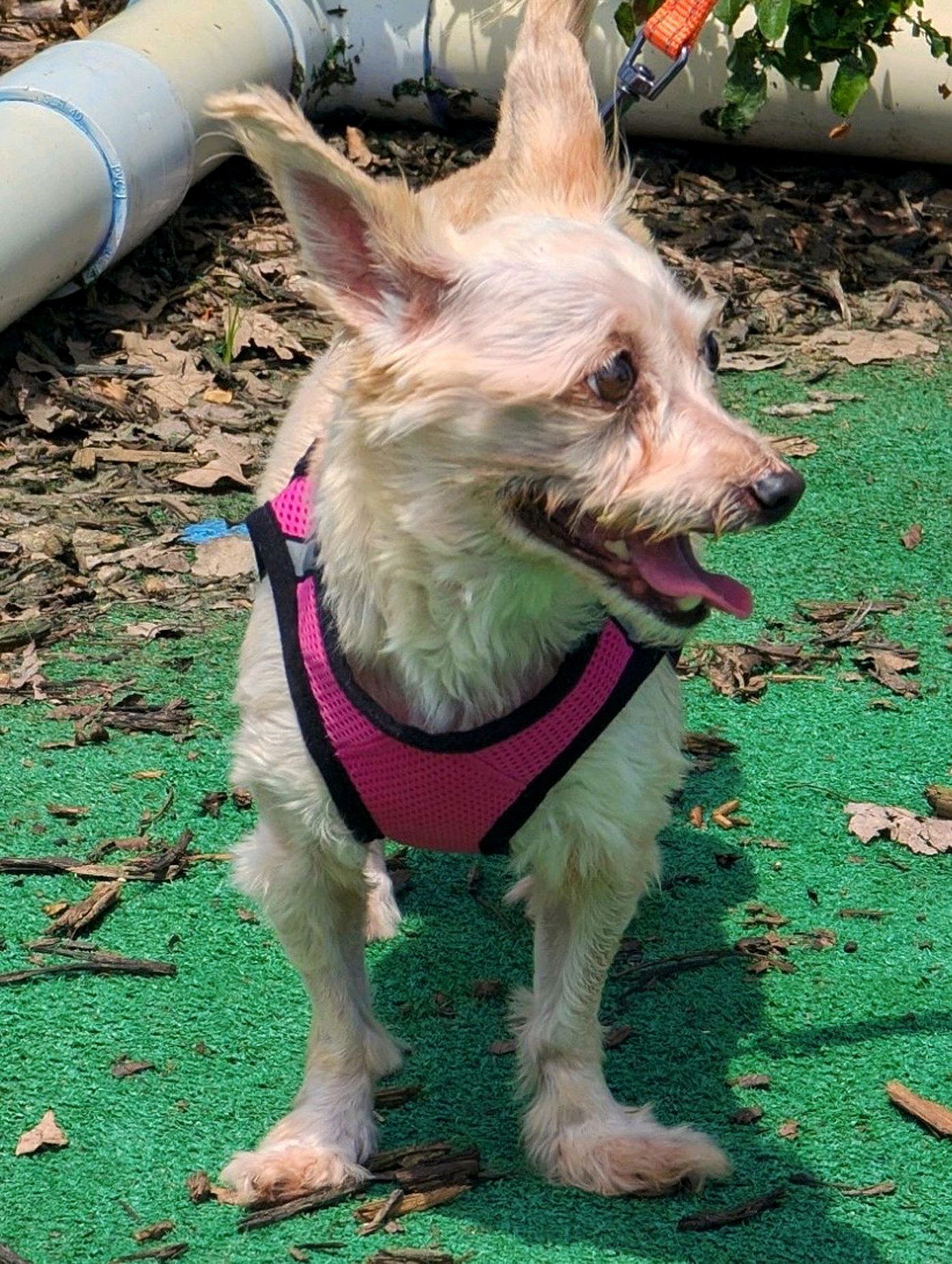 Heidi - Yorkshire Terrier Yorkie