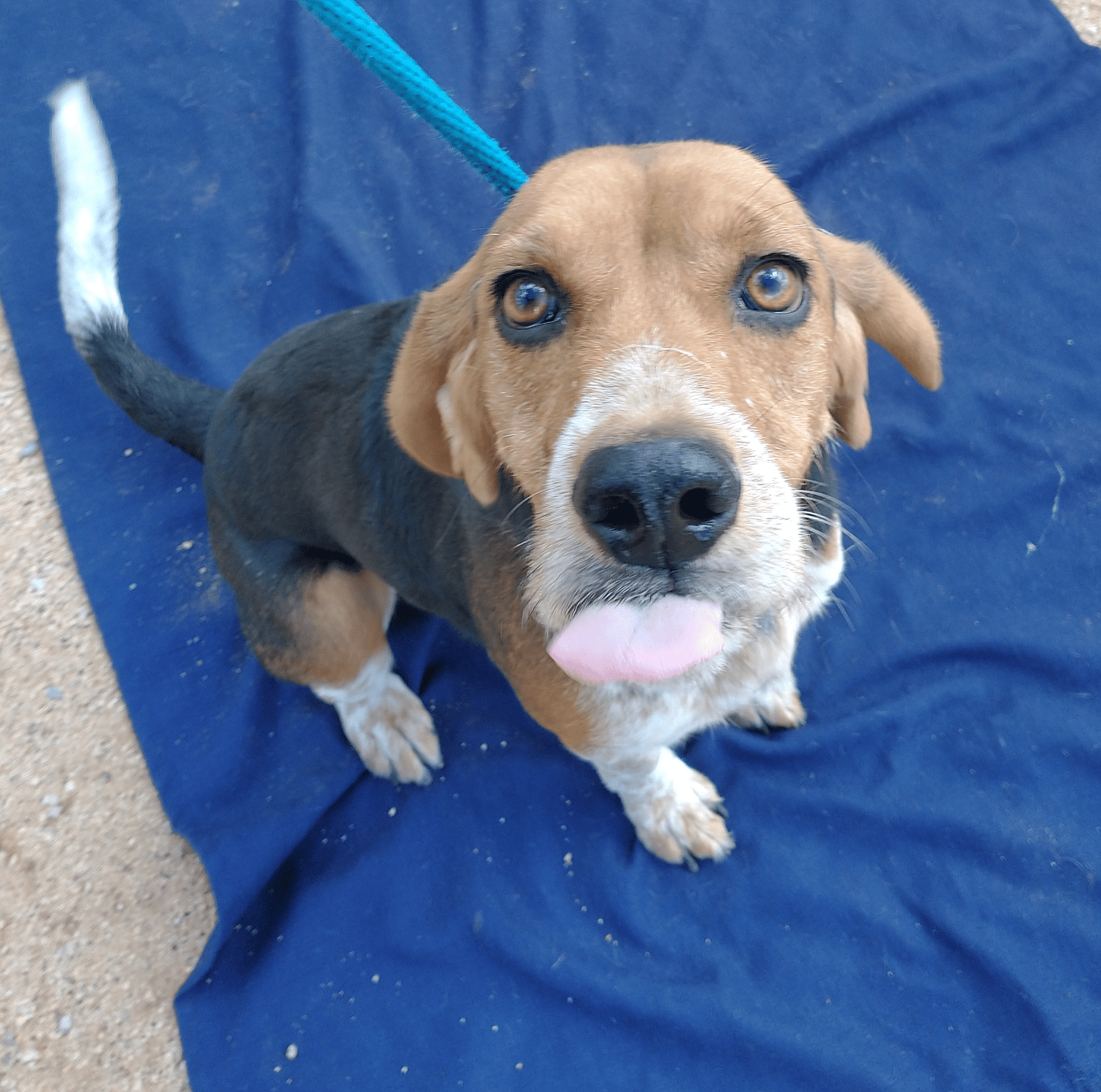 Charlie up for Adoption