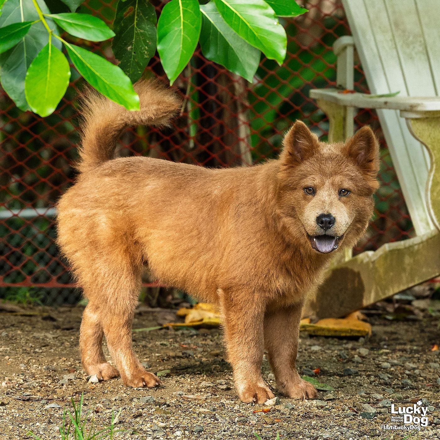 Sampson - Chow Chow