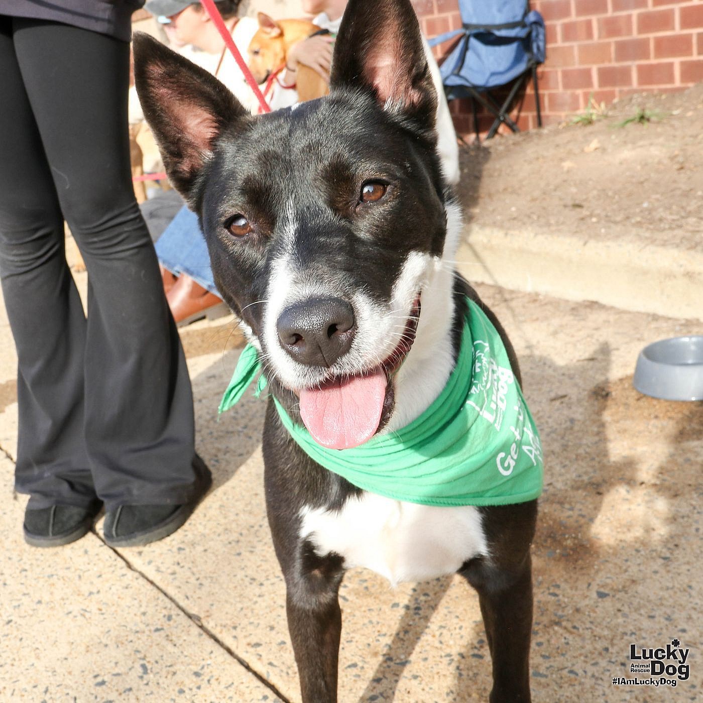 Lucy - Border Collie