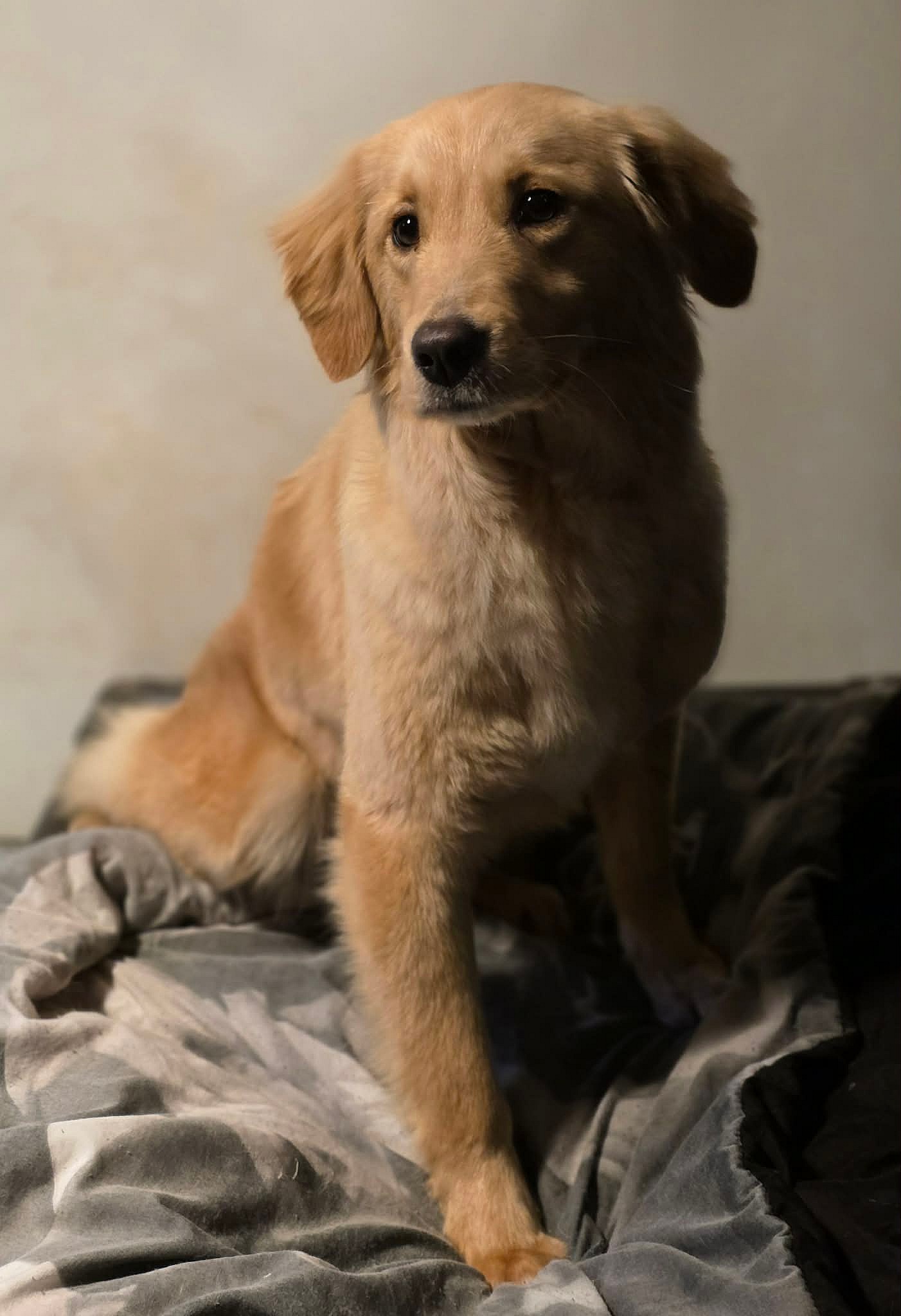 Goldie Hawn - Golden Retriever