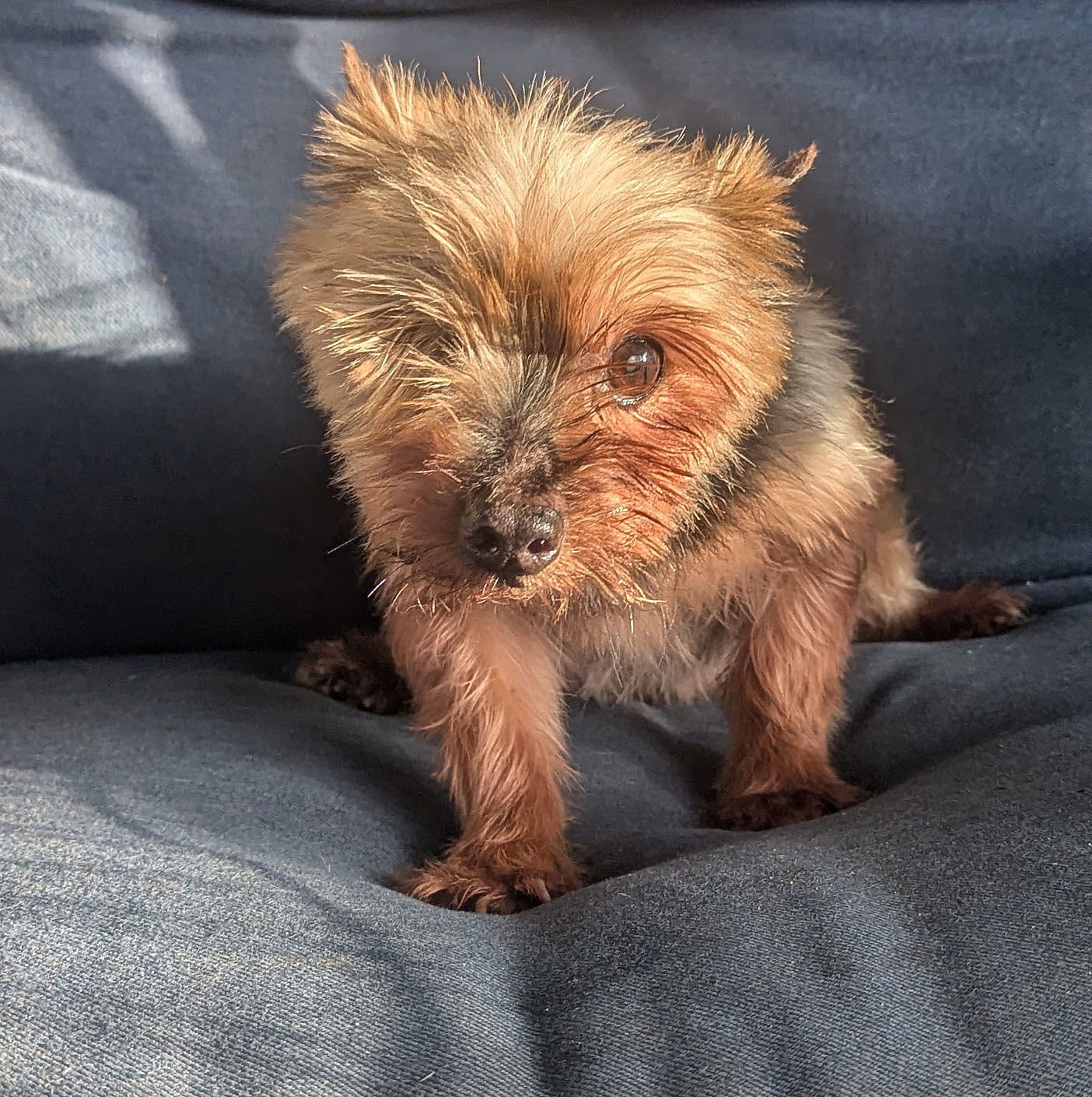 Myles - Yorkshire Terrier Yorkie