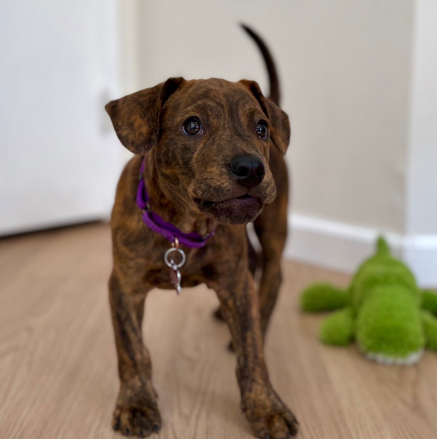 Nerf - Labrador Retriever