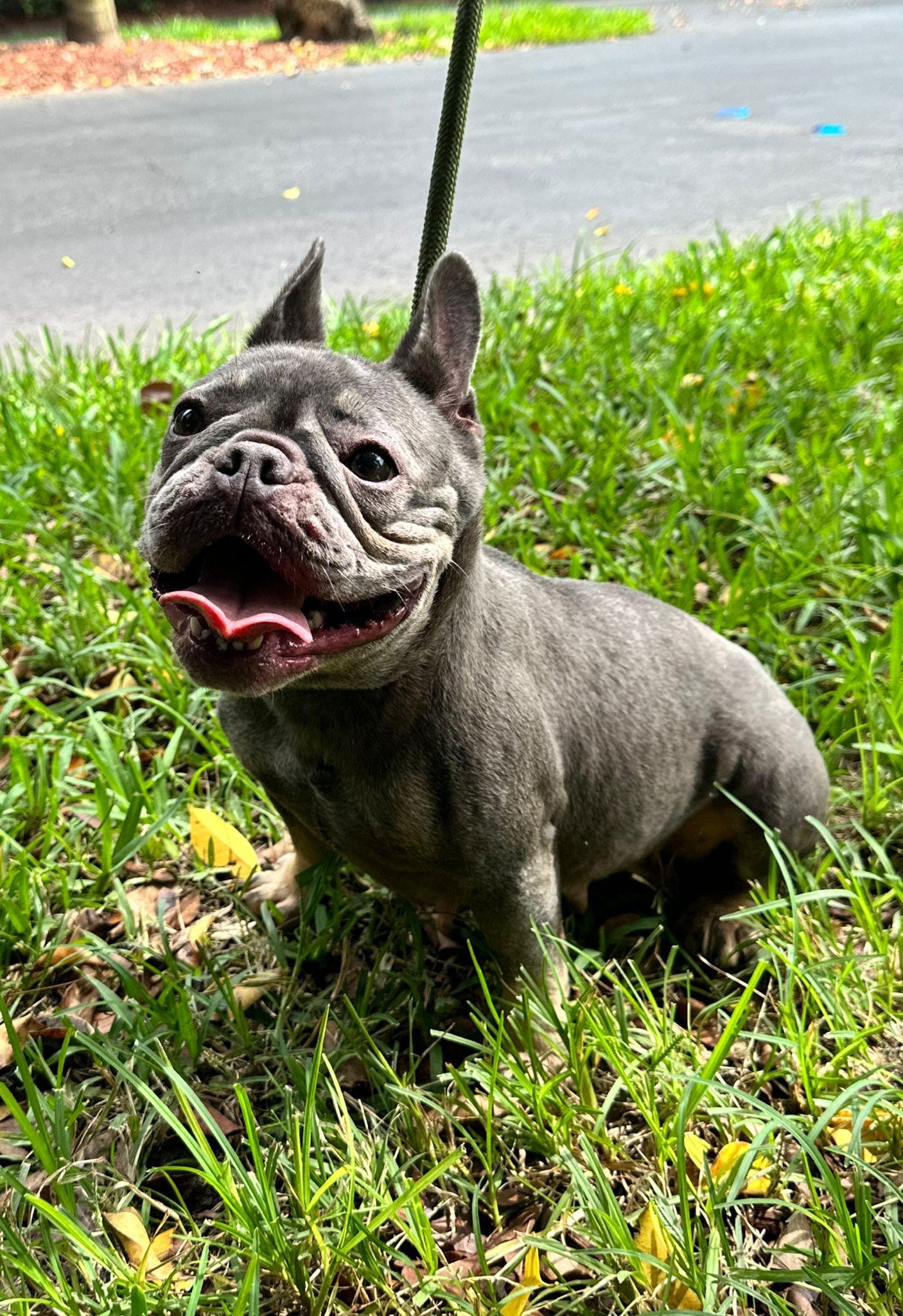 CHIQUIS - French Bulldog
