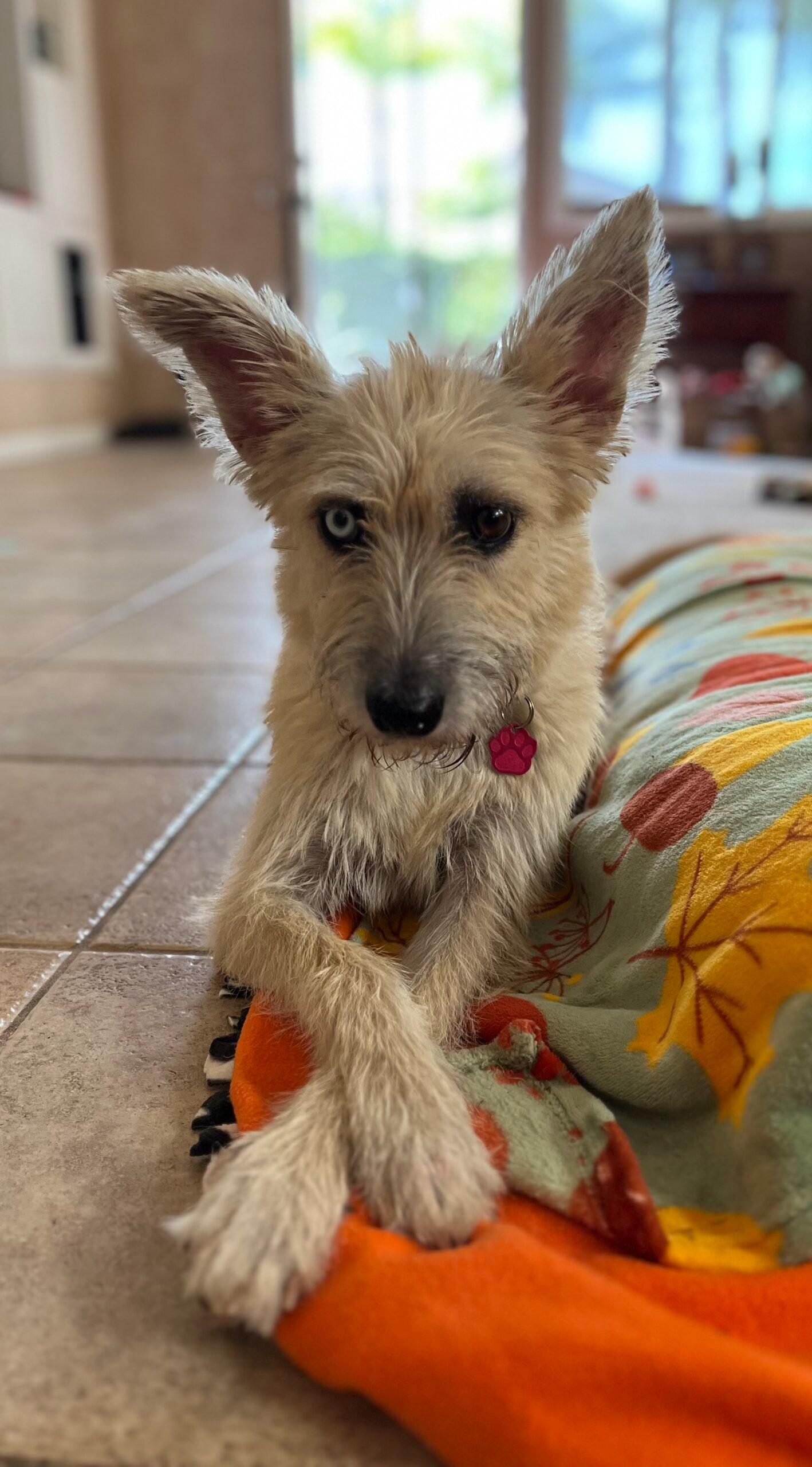 Daisy