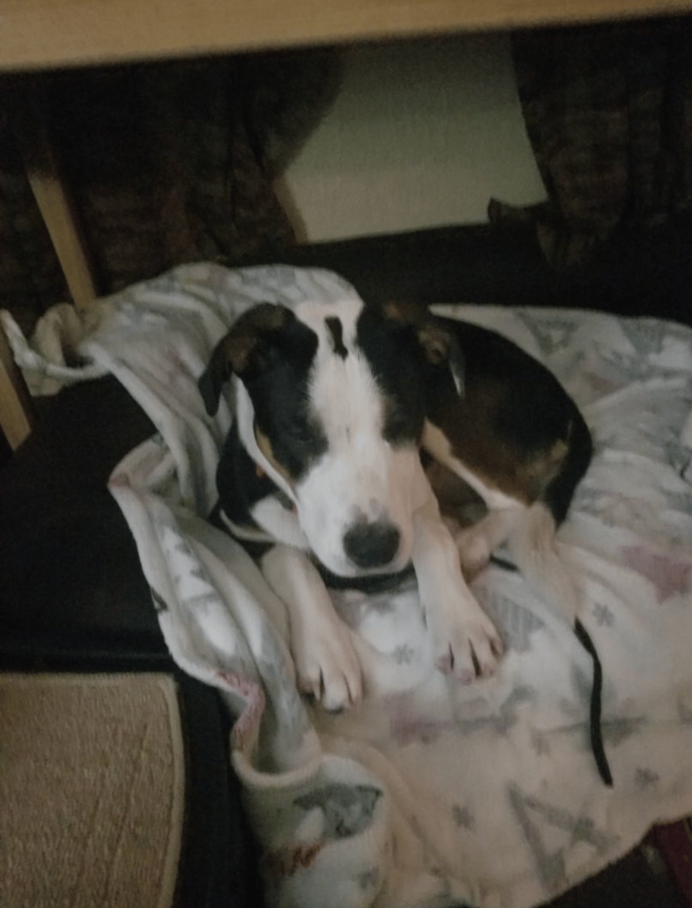 Thor up for Adoption
