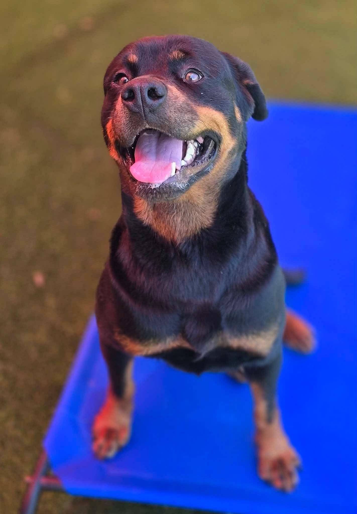 Maria - Rottweiler