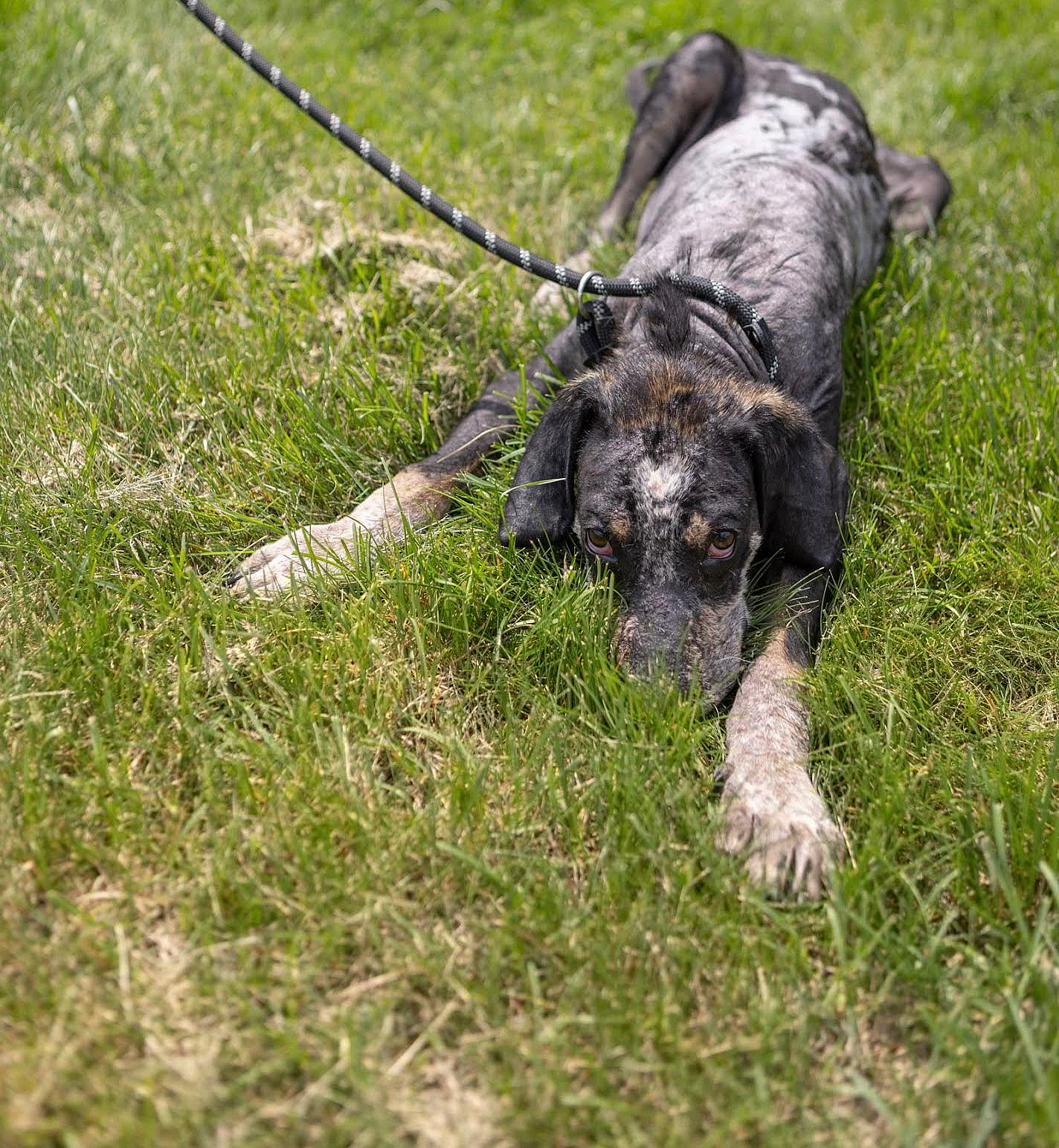 Tad Arthur - Bluetick Coonhound