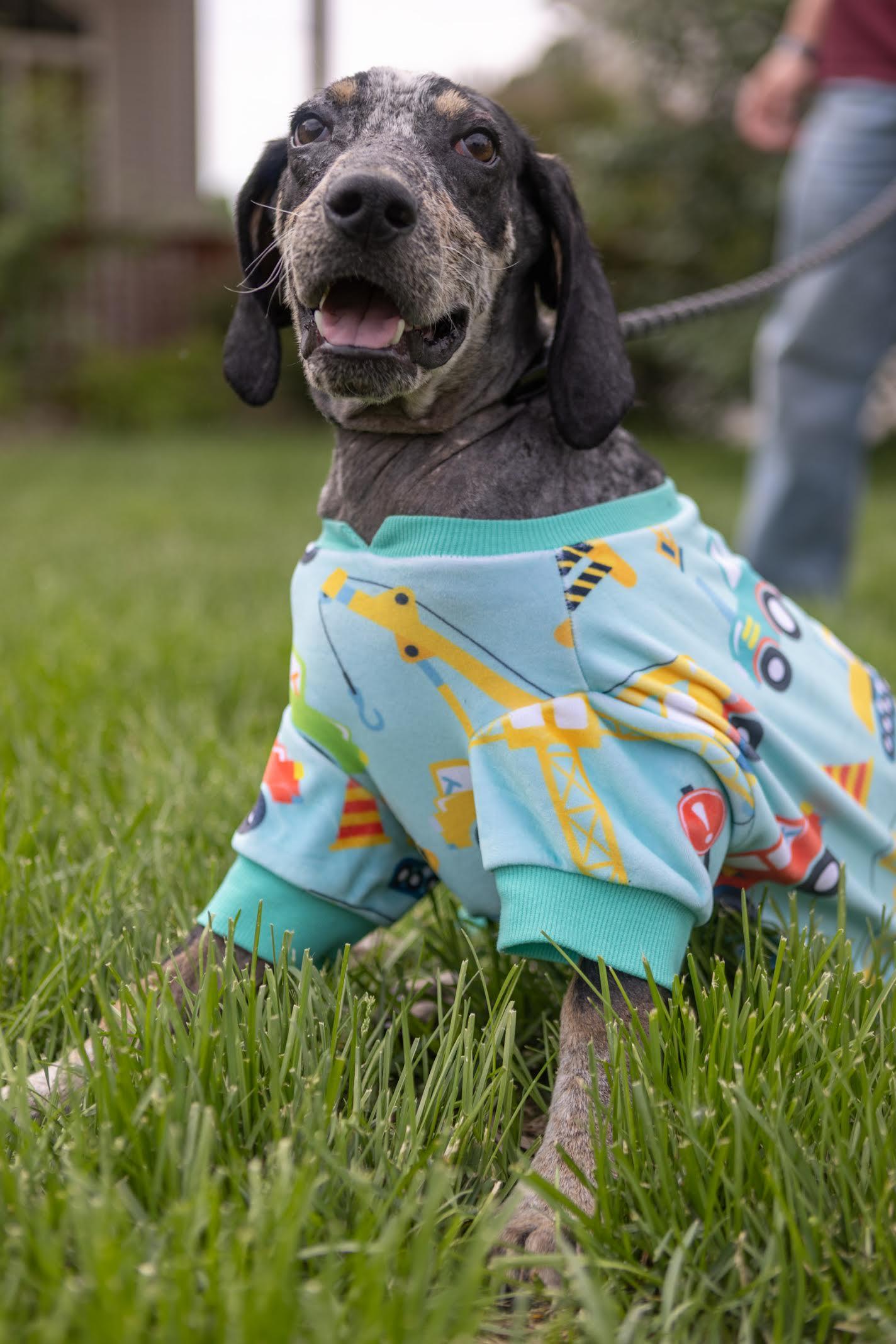Tad Arthur - Bluetick Coonhound