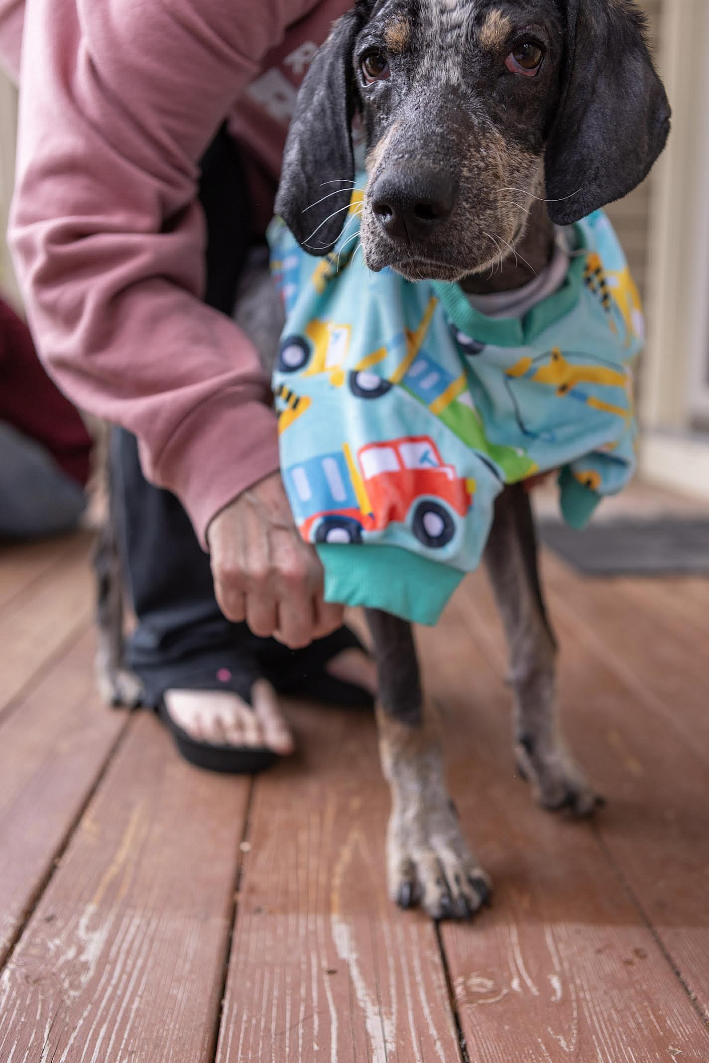 Tad Arthur - Bluetick Coonhound