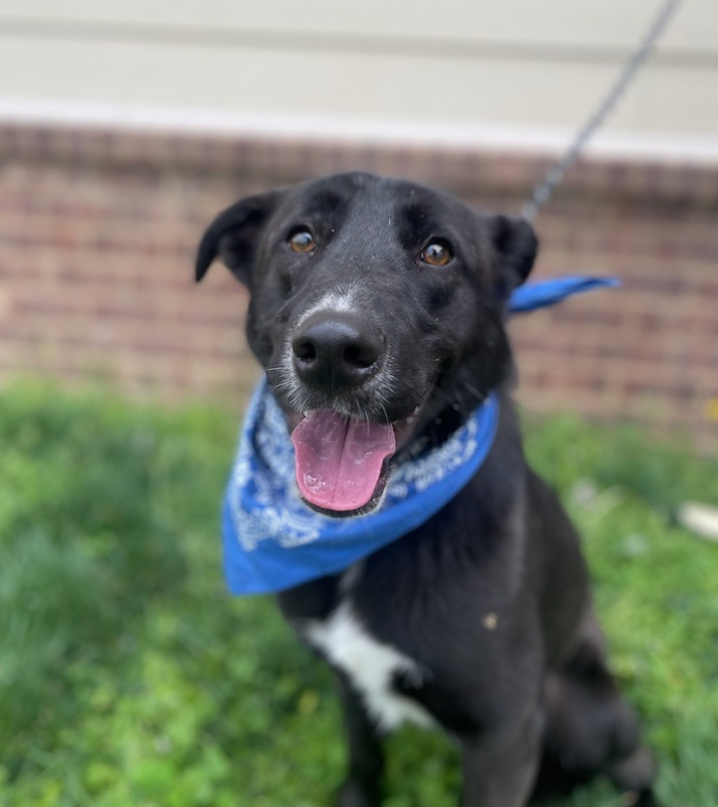 Bellamy up for Adoption