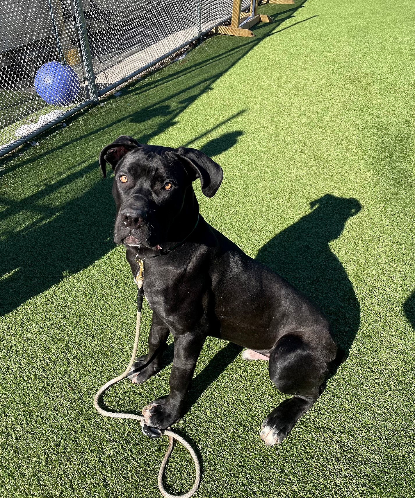 Gaspacho up for Adoption