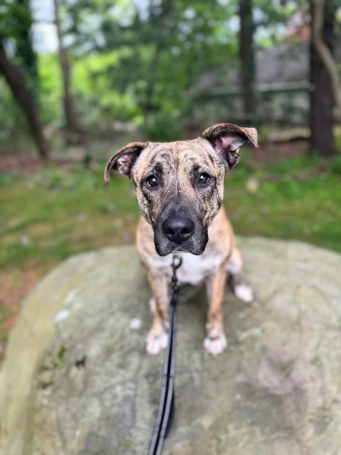 Marlo (Foster needed!) - Mountain Cur