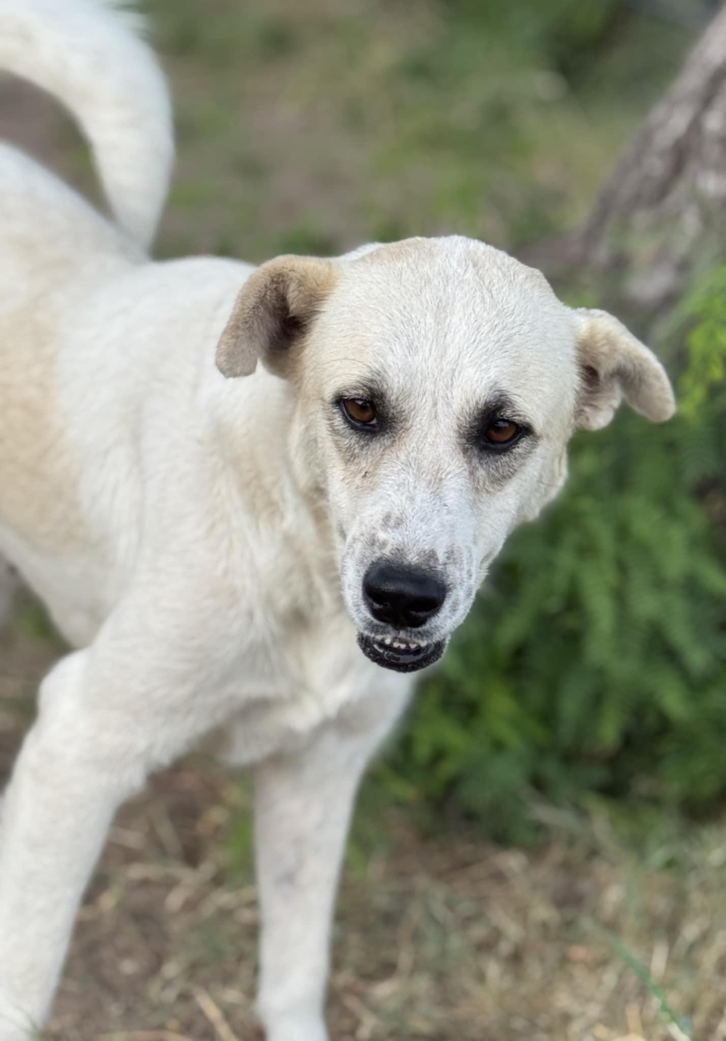 Pearl - Great Pyrenees