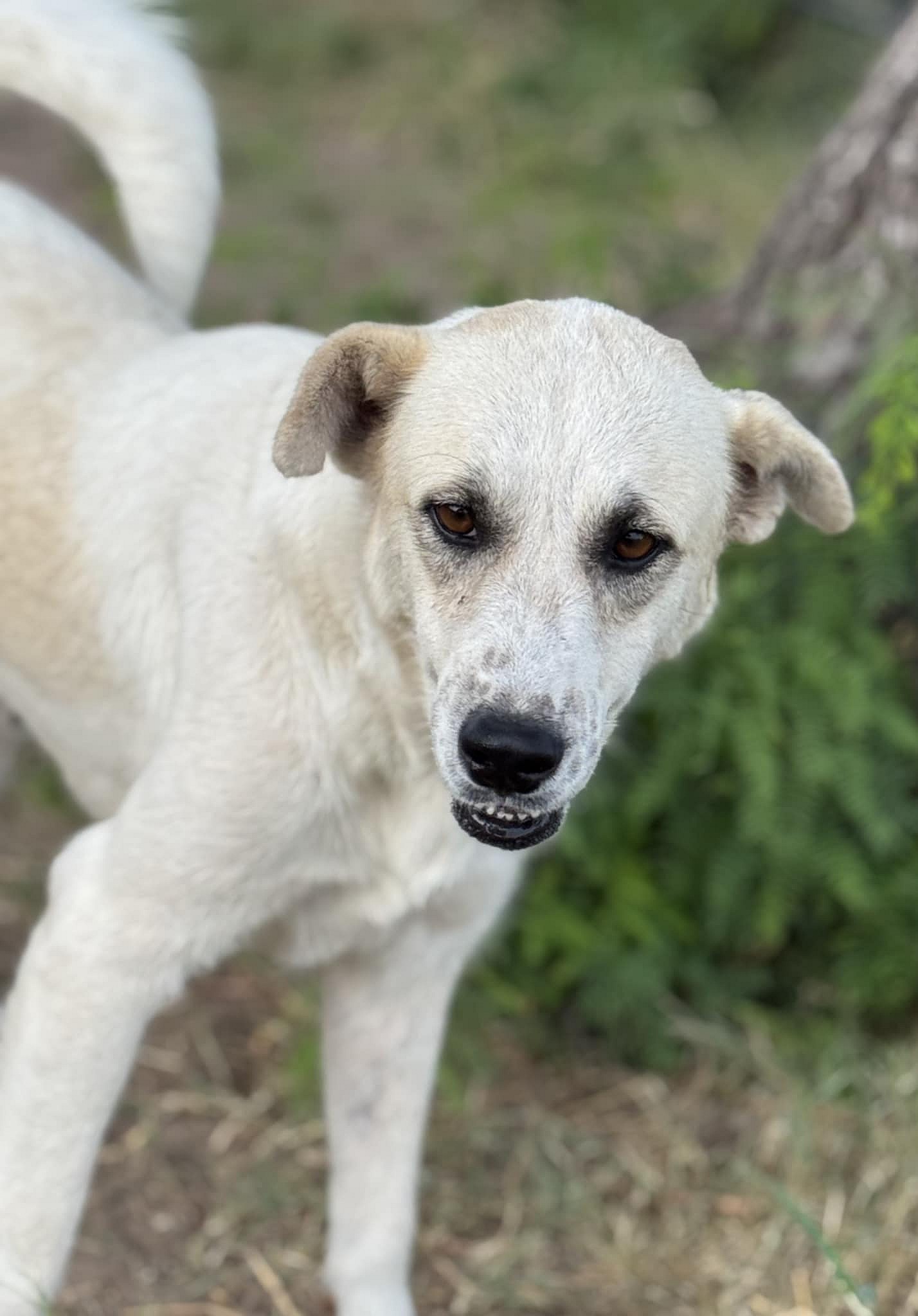 Pearl - Great Pyrenees