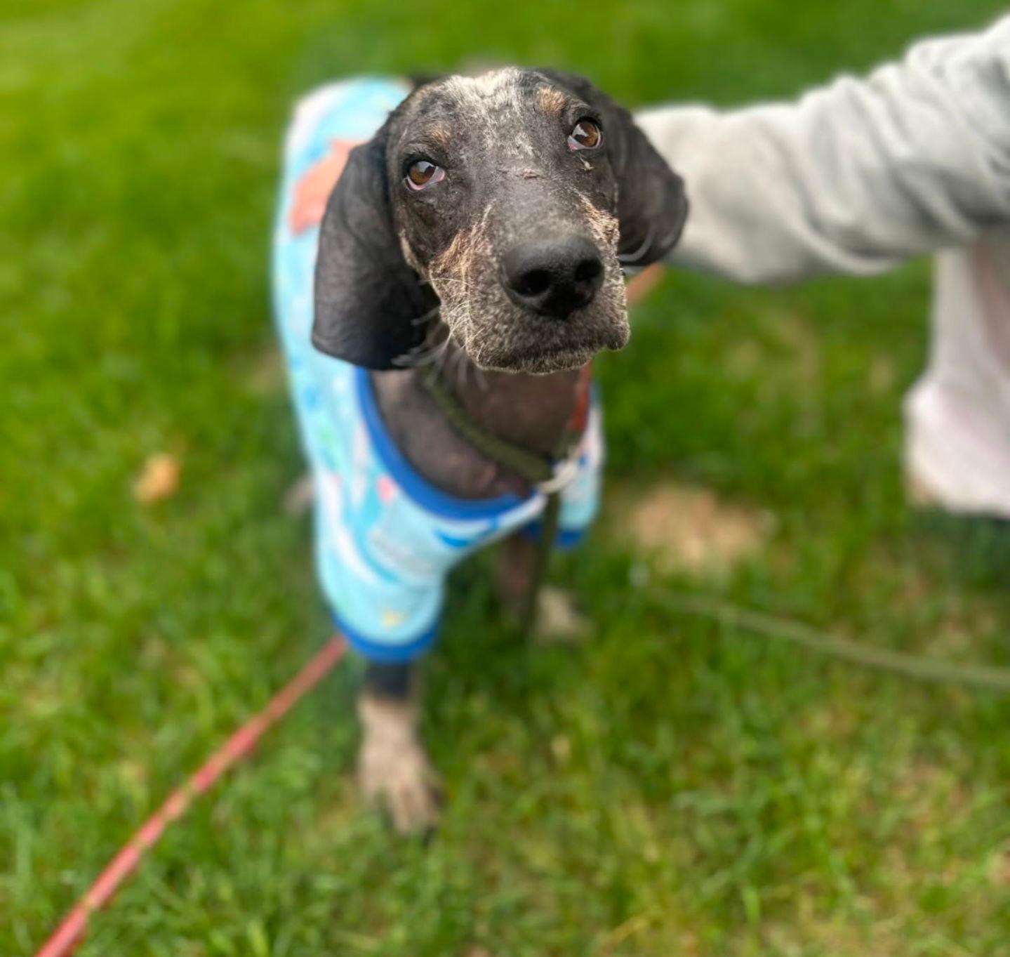 Tad Arthur - Bluetick Coonhound