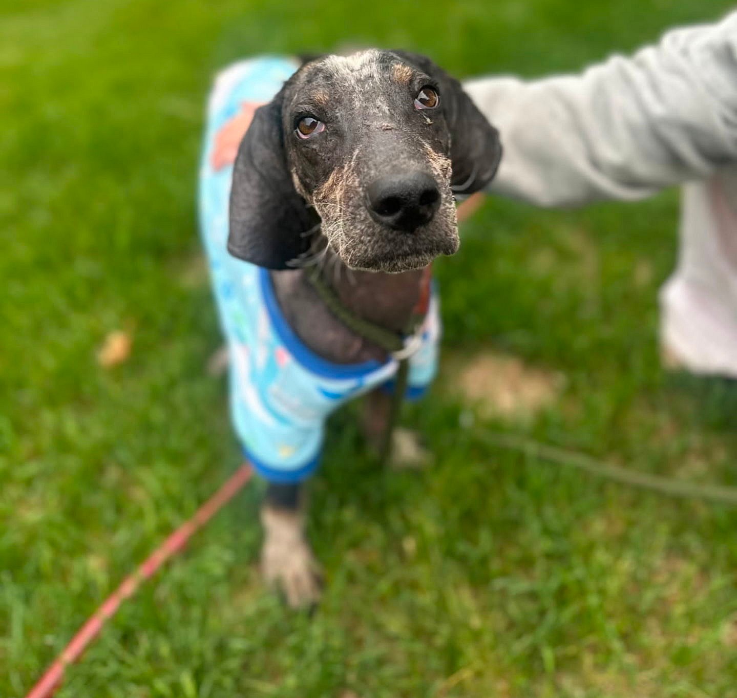 Tad Arthur - Bluetick Coonhound