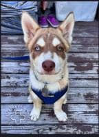 Buster up for Adoption