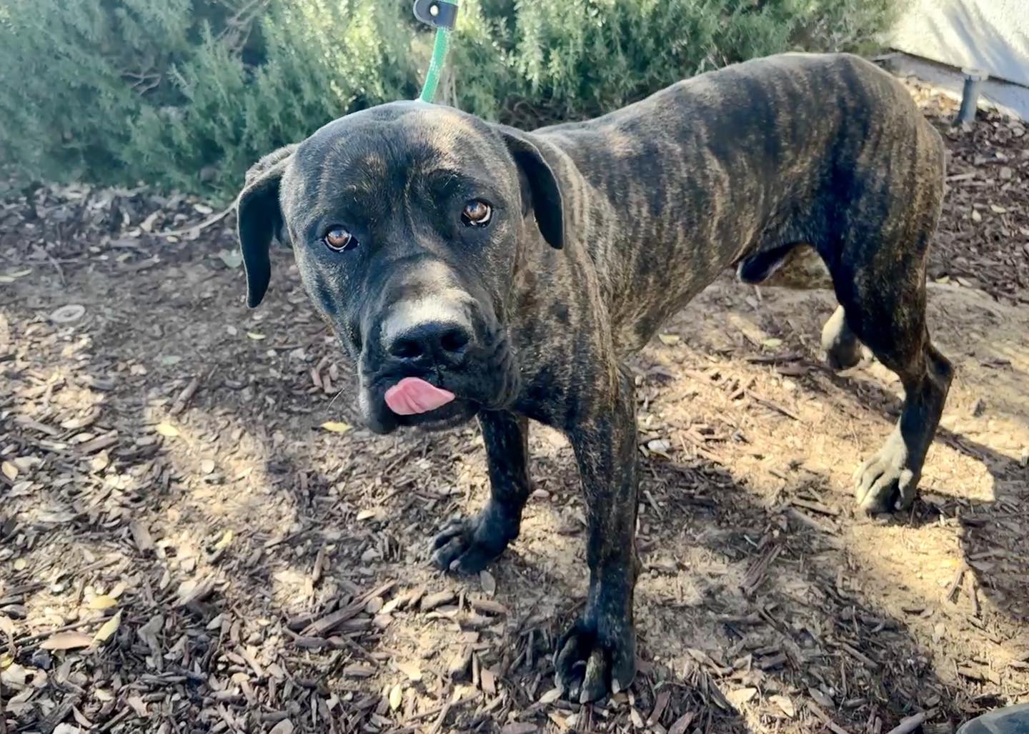 Big Boy Billy want to go home with you!