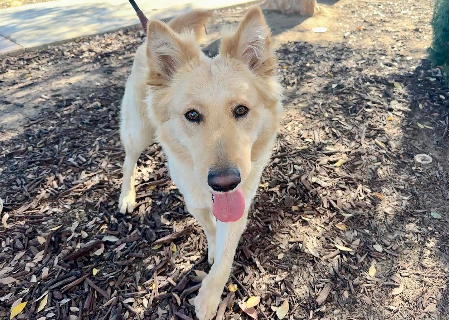 Lovely Layla is ready for adoption!