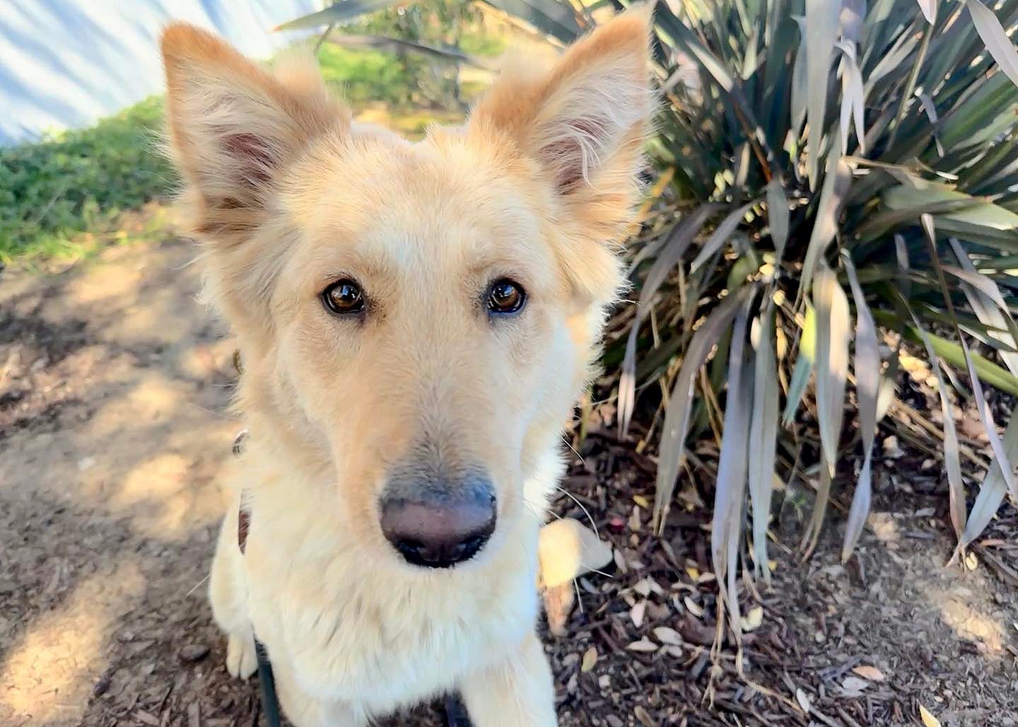 Lovely Layla is ready for adoption!